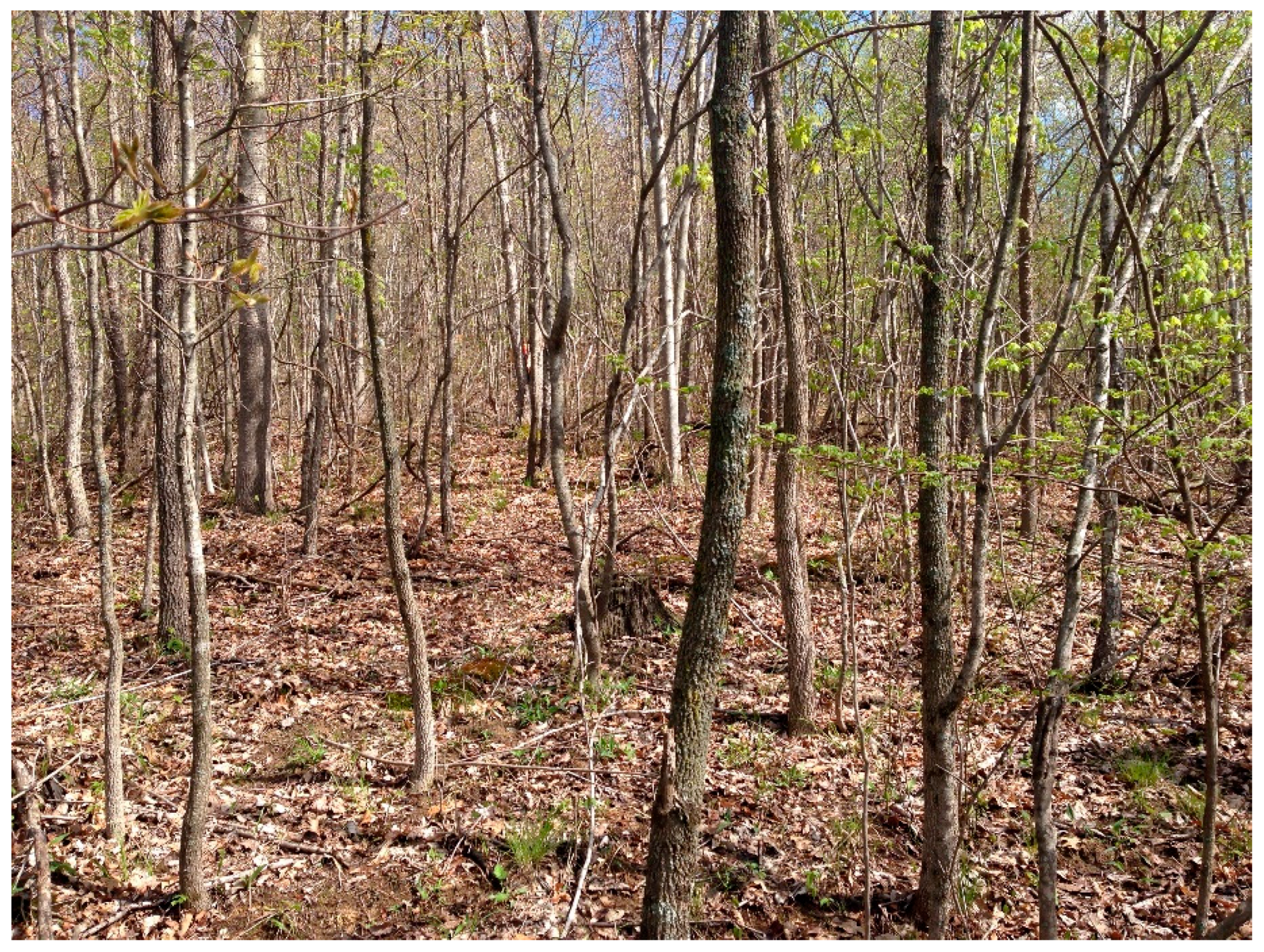 Forests 09 00461 g006