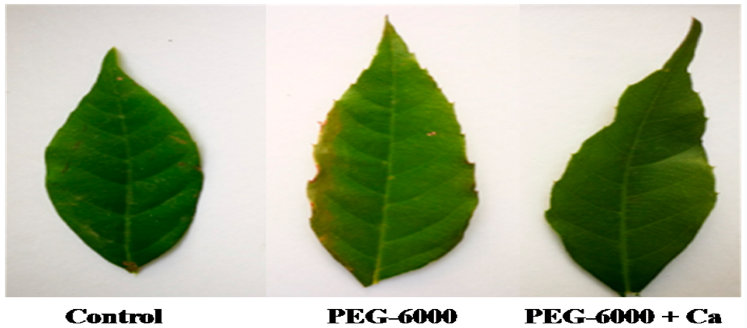 Forests 09 00667 g001