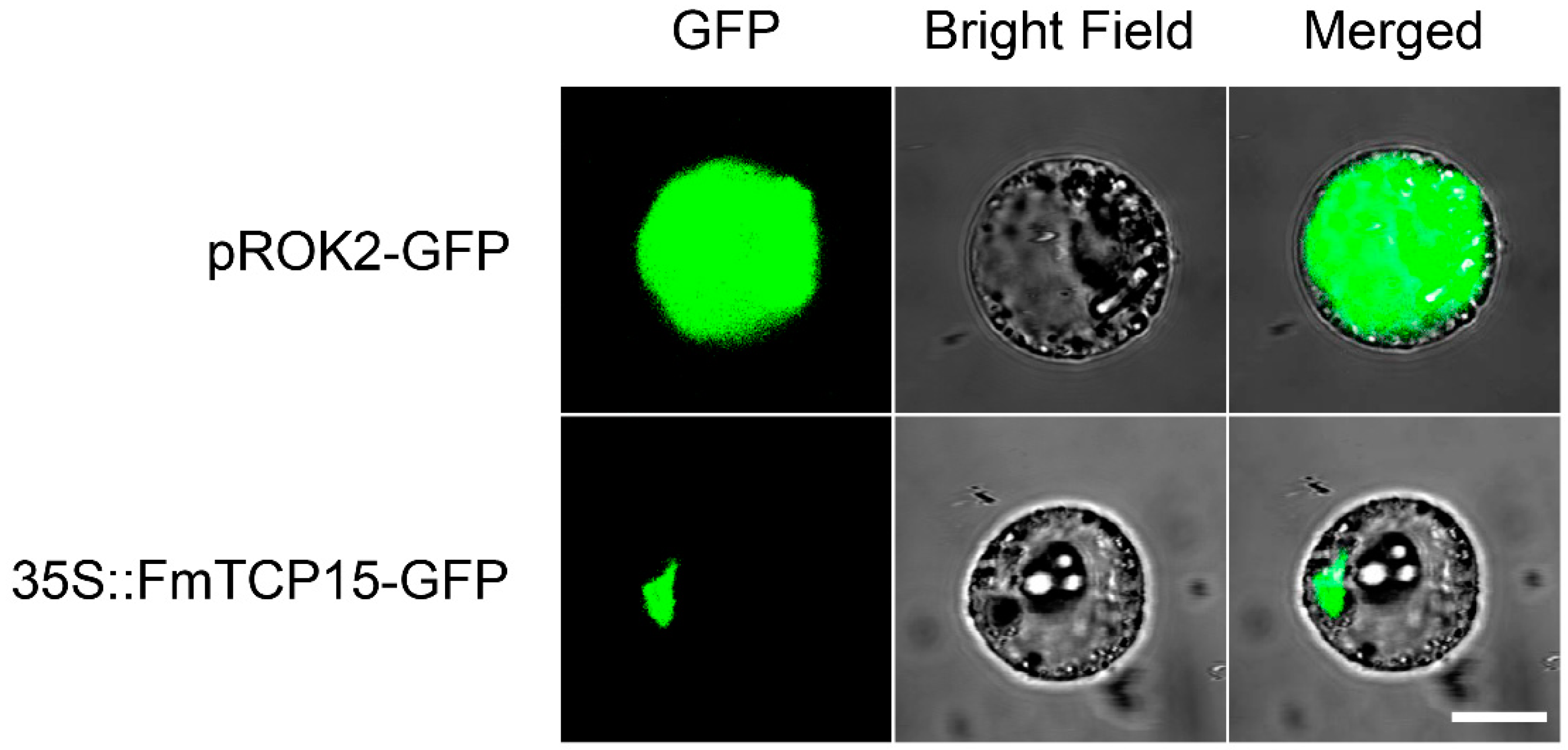Forests 10 00343 g003
