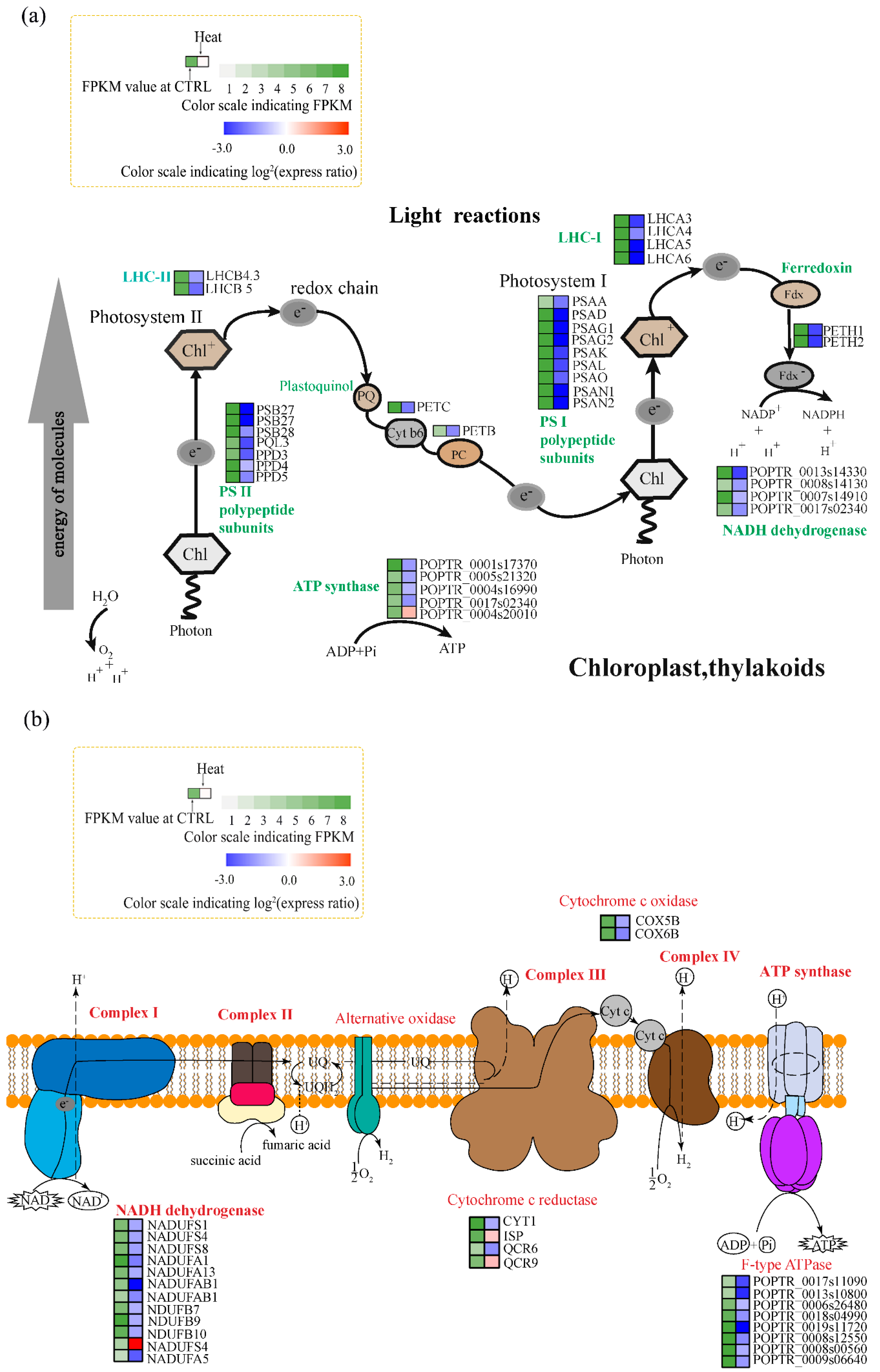 Forests 10 00383 g004
