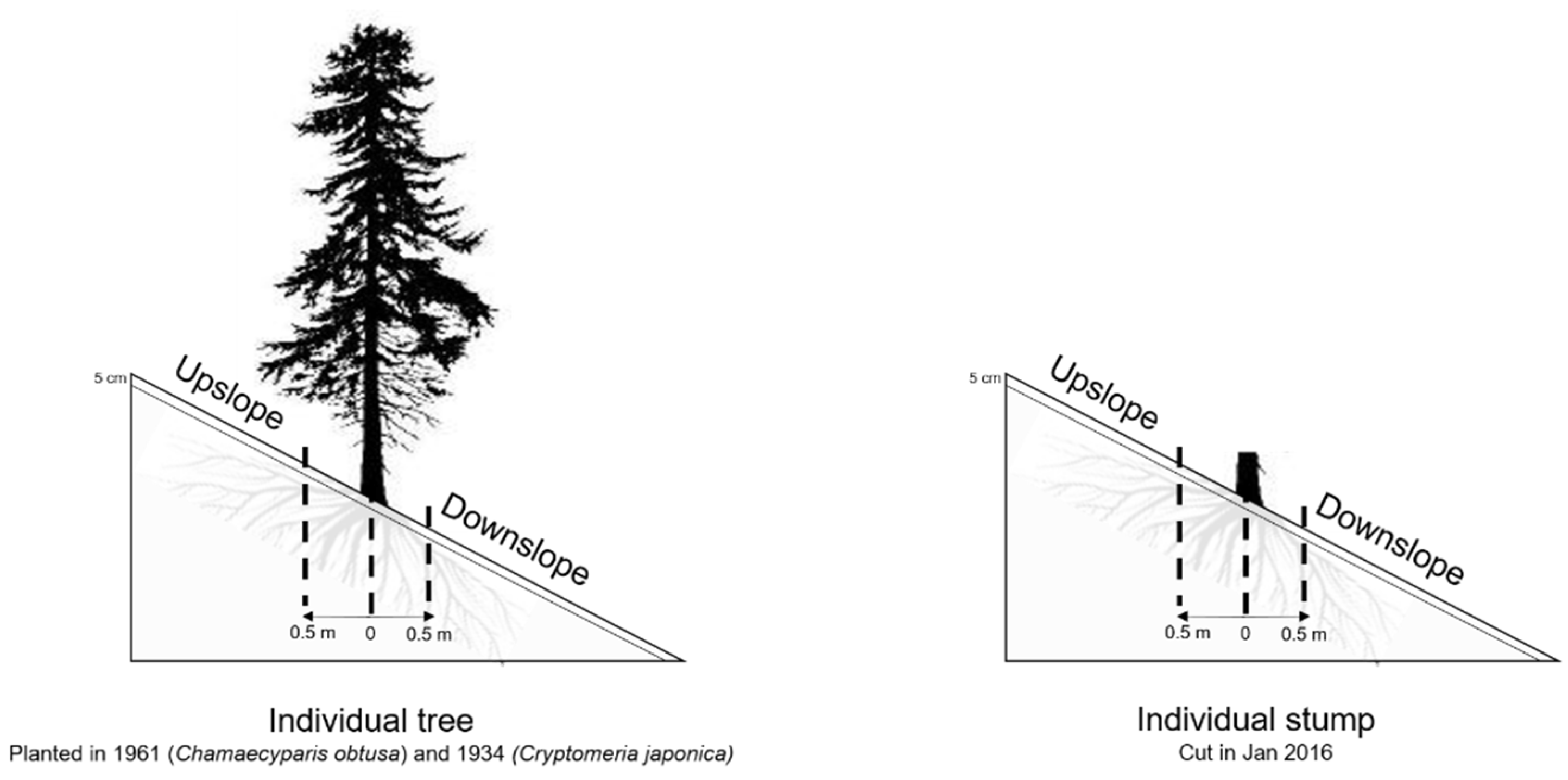 Forests 10 00730 g001