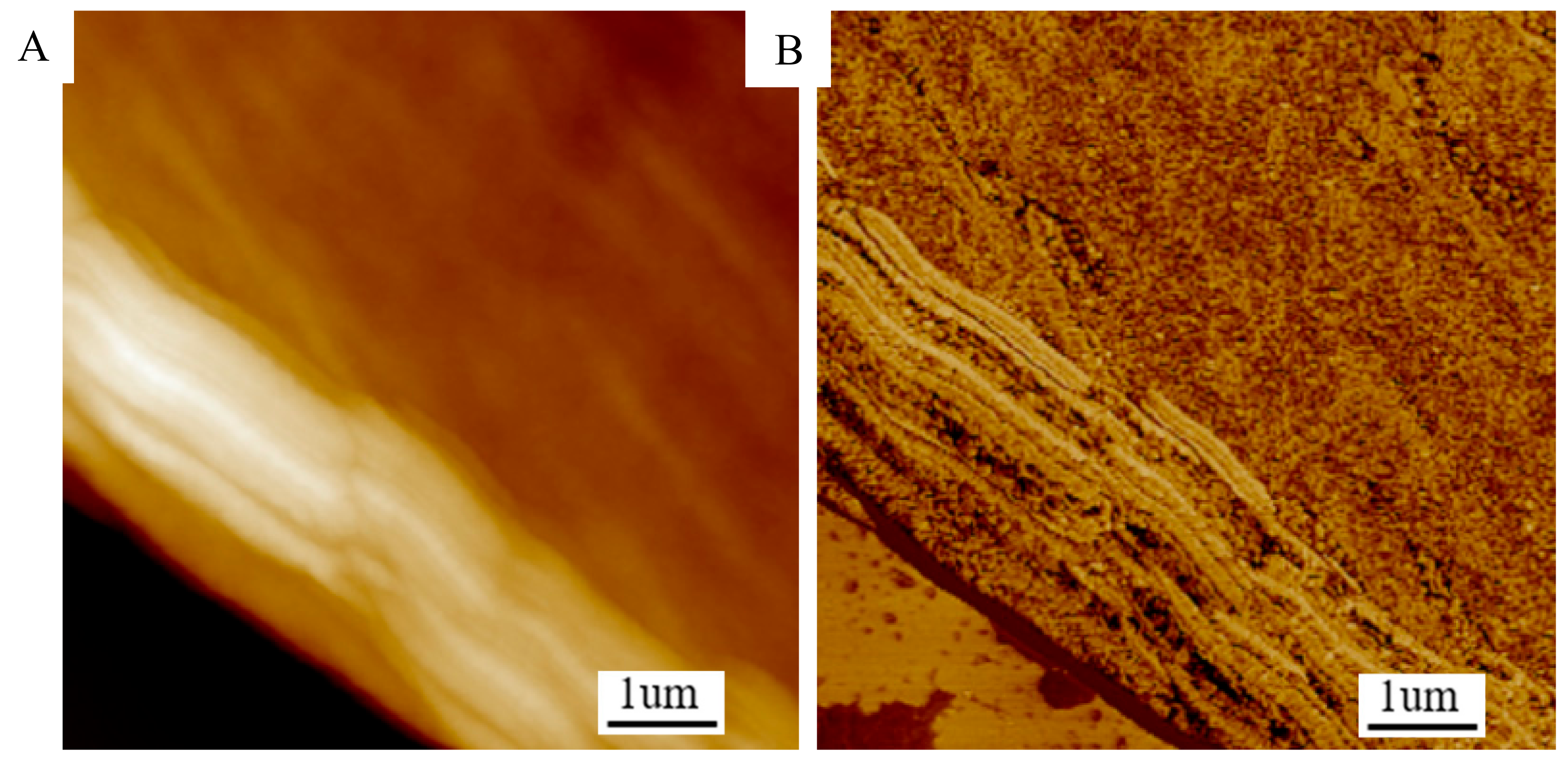 Forests 10 00938 g004