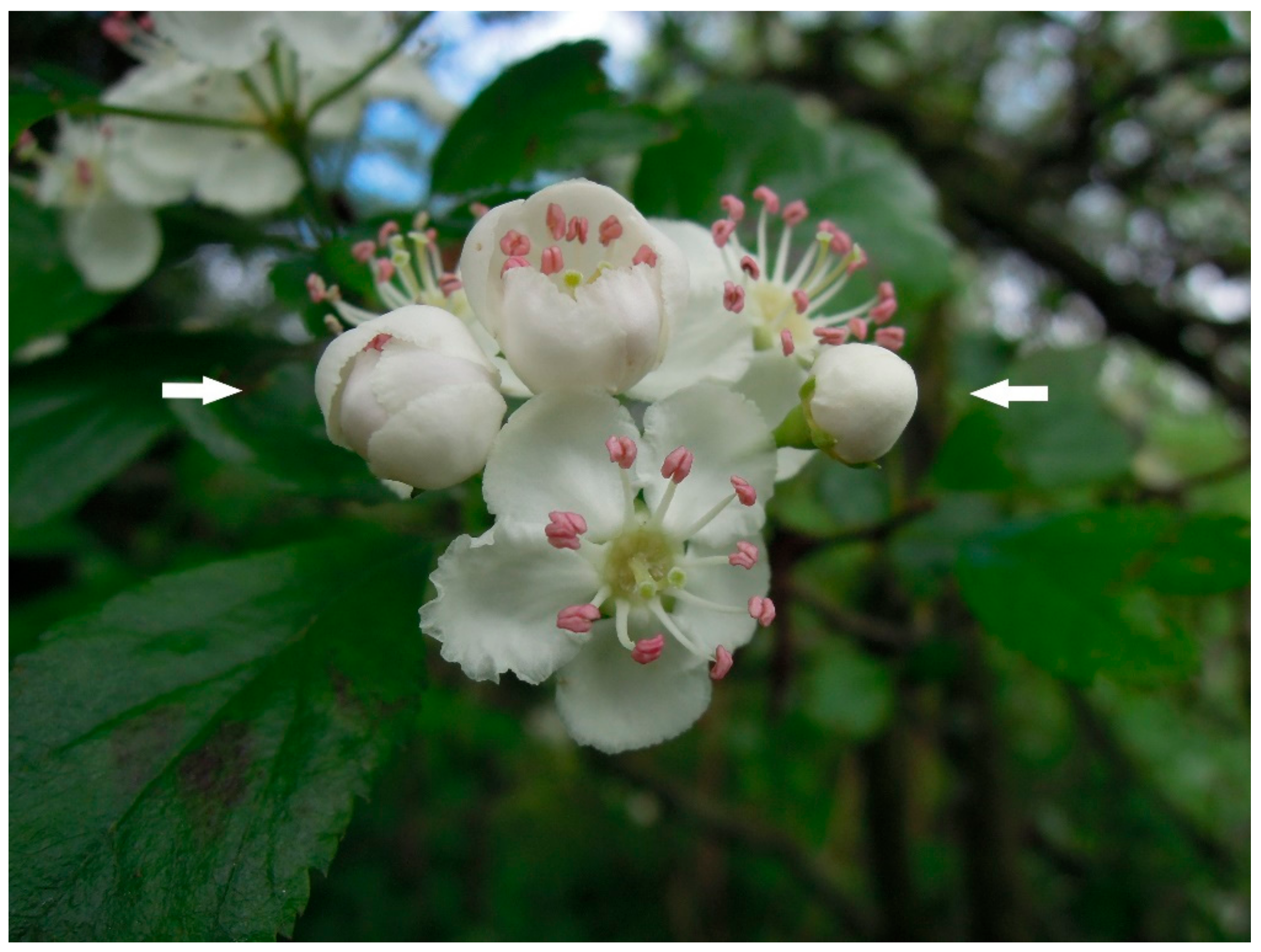 Forests 10 01059 g002