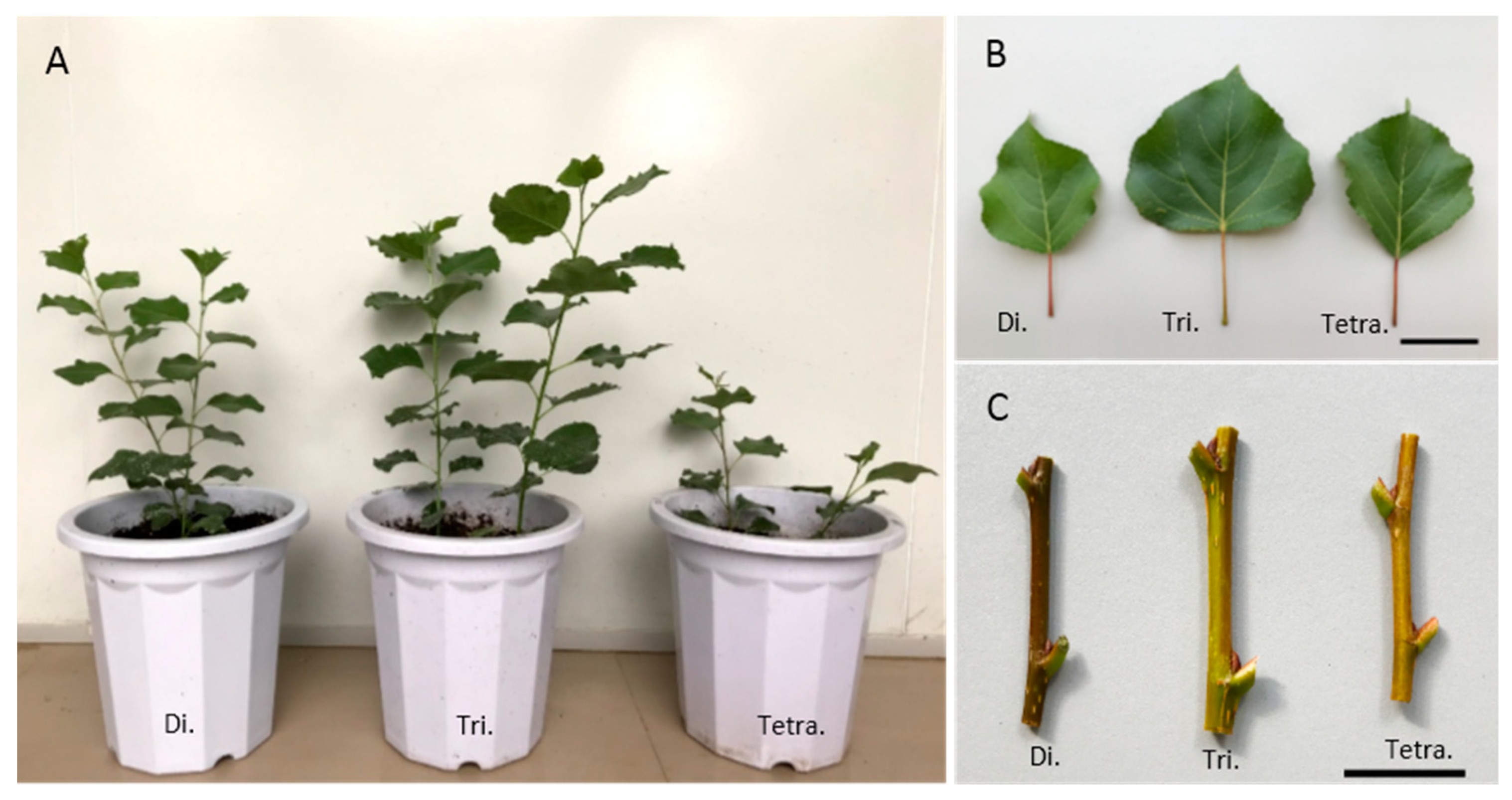 Forests 11 01233 g001