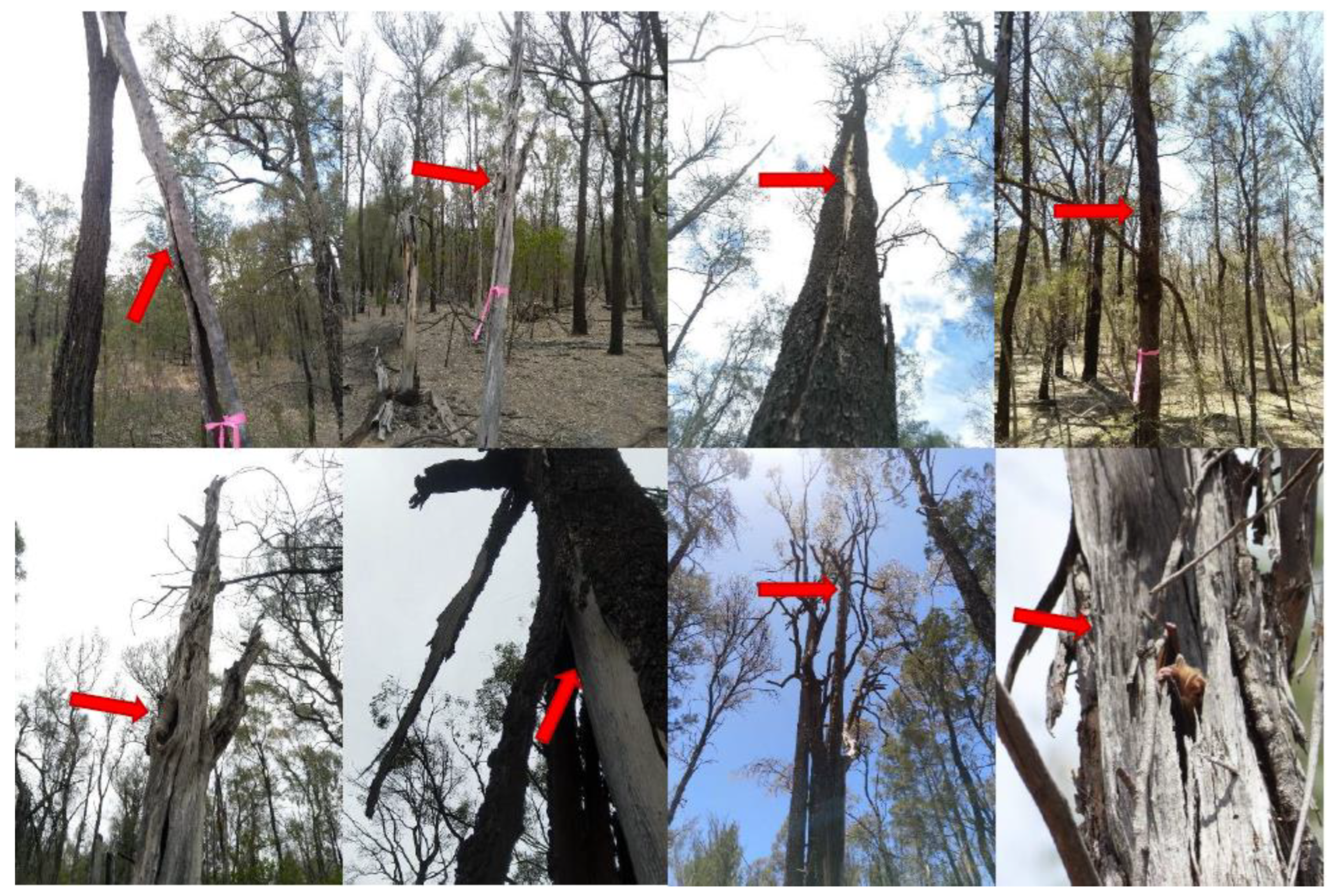 Forests 13 01327 g006