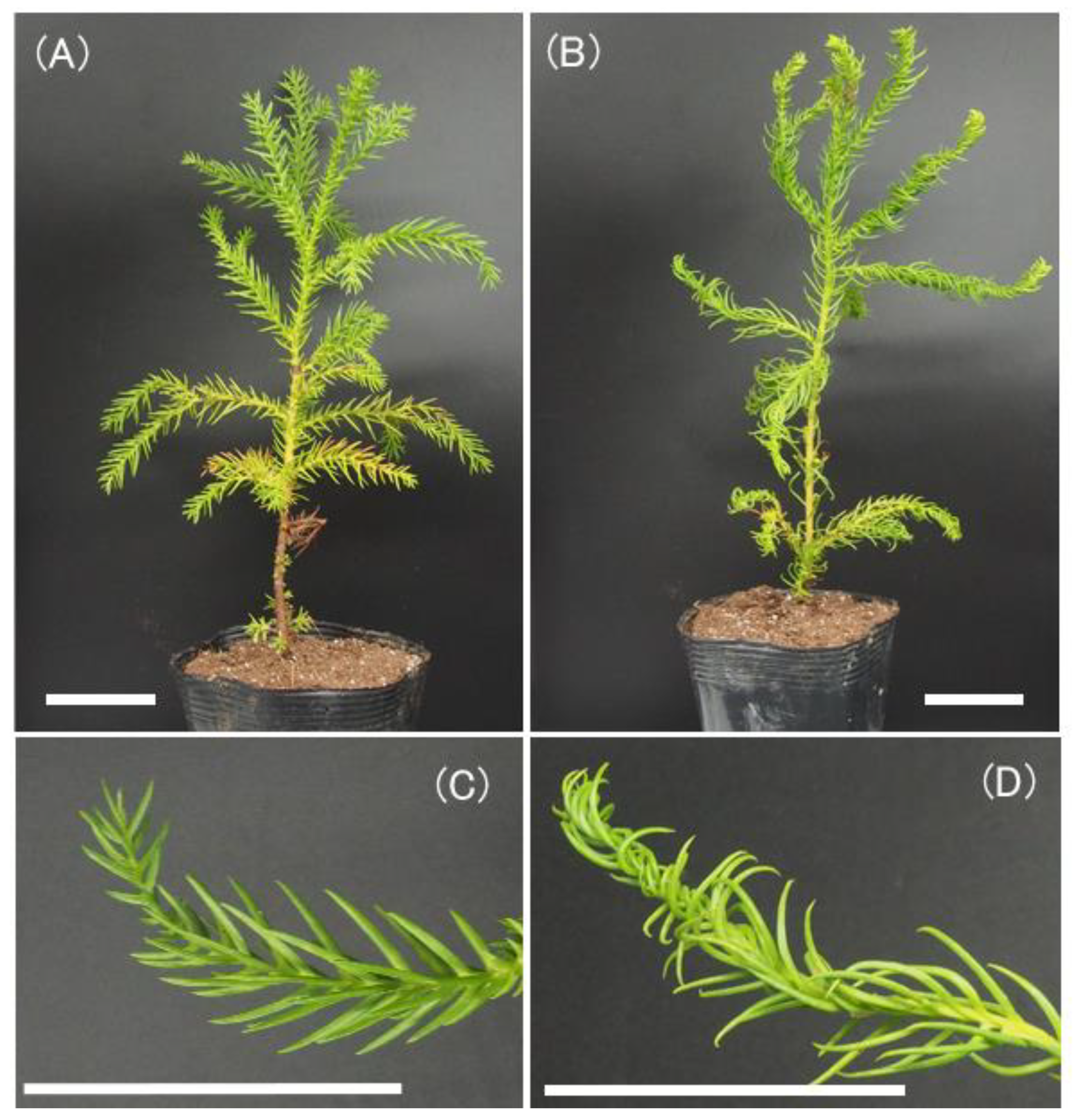 Forests 13 01524 g001
