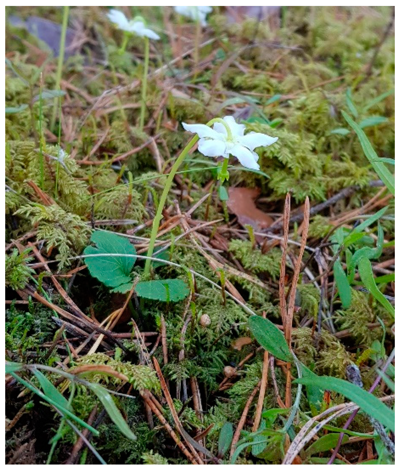 Forests 13 01715 g004