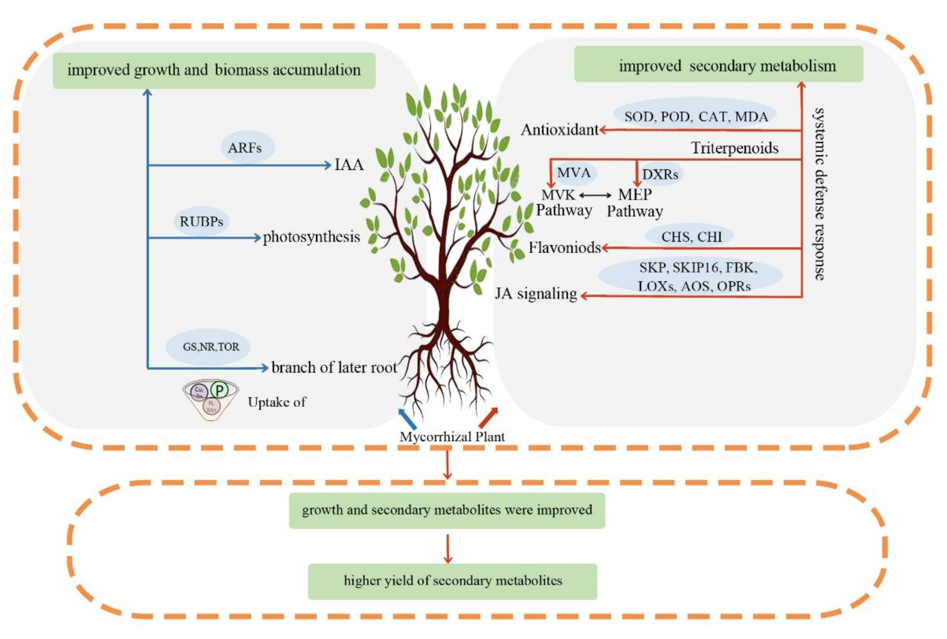 Forests 13 02188 g006