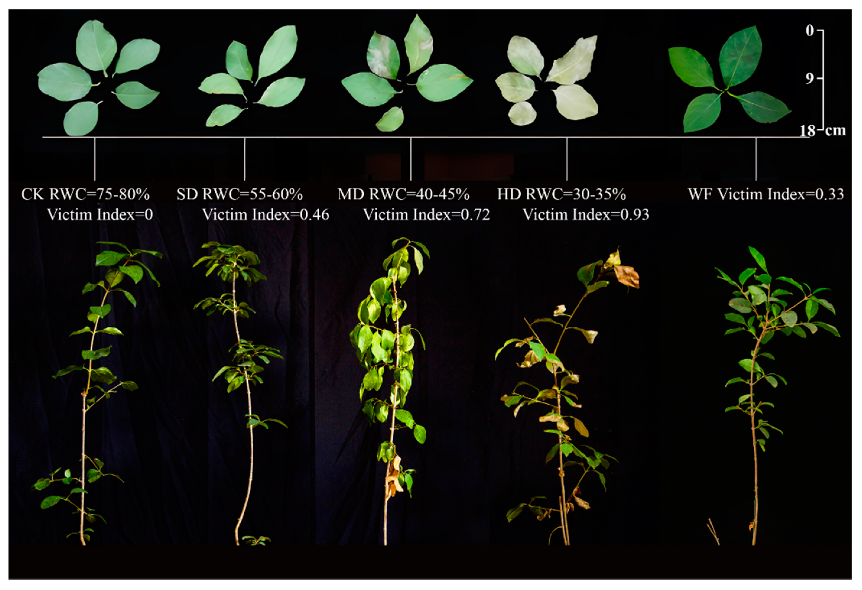 Forests 14 00429 g001