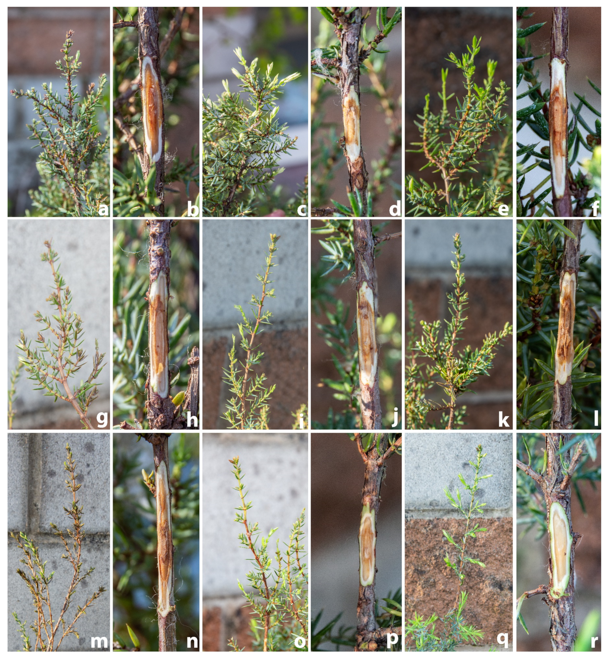 Forests 14 01515 g007 Forests 14 01515 g007