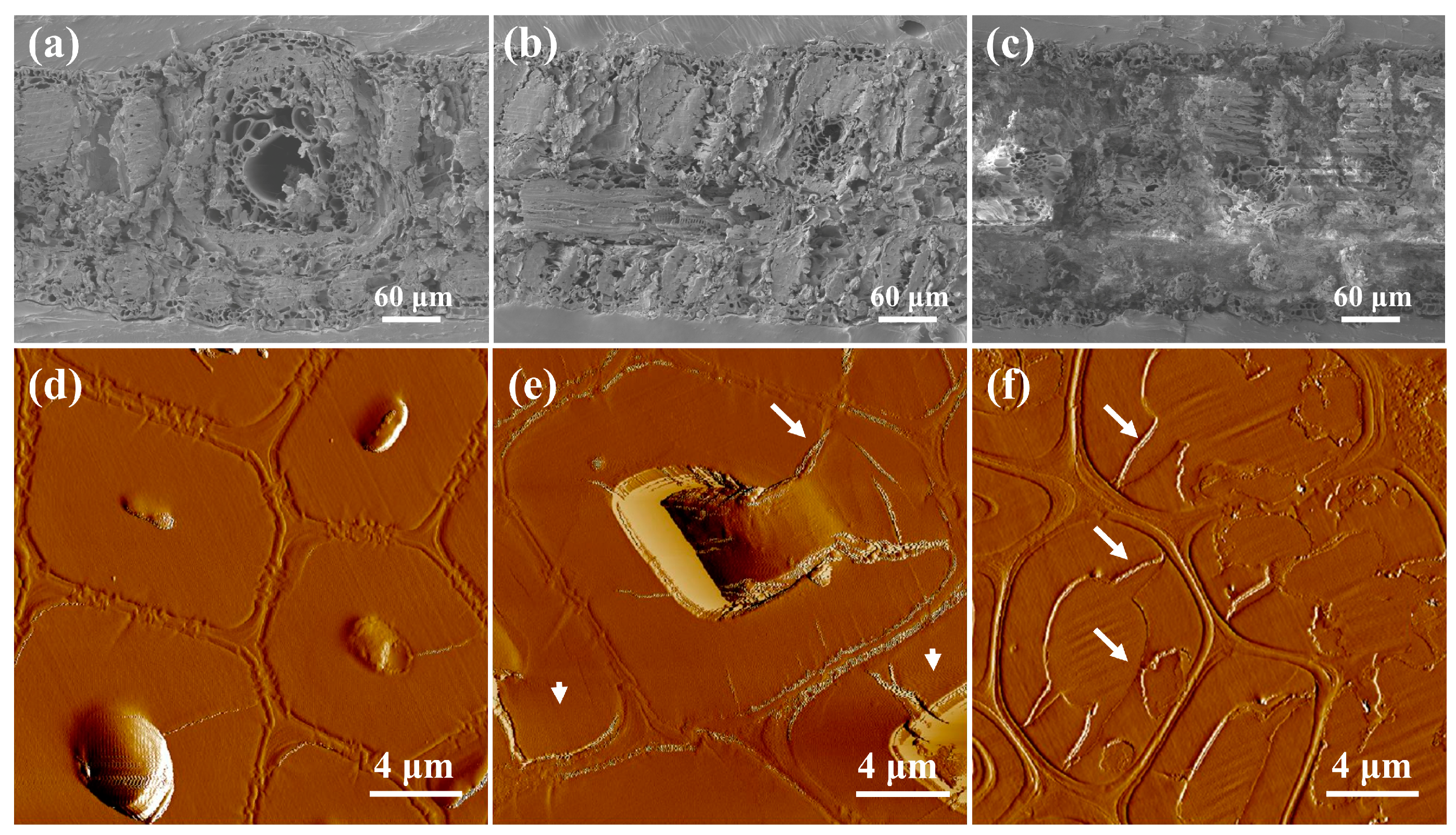 Forests 14 01775 g005