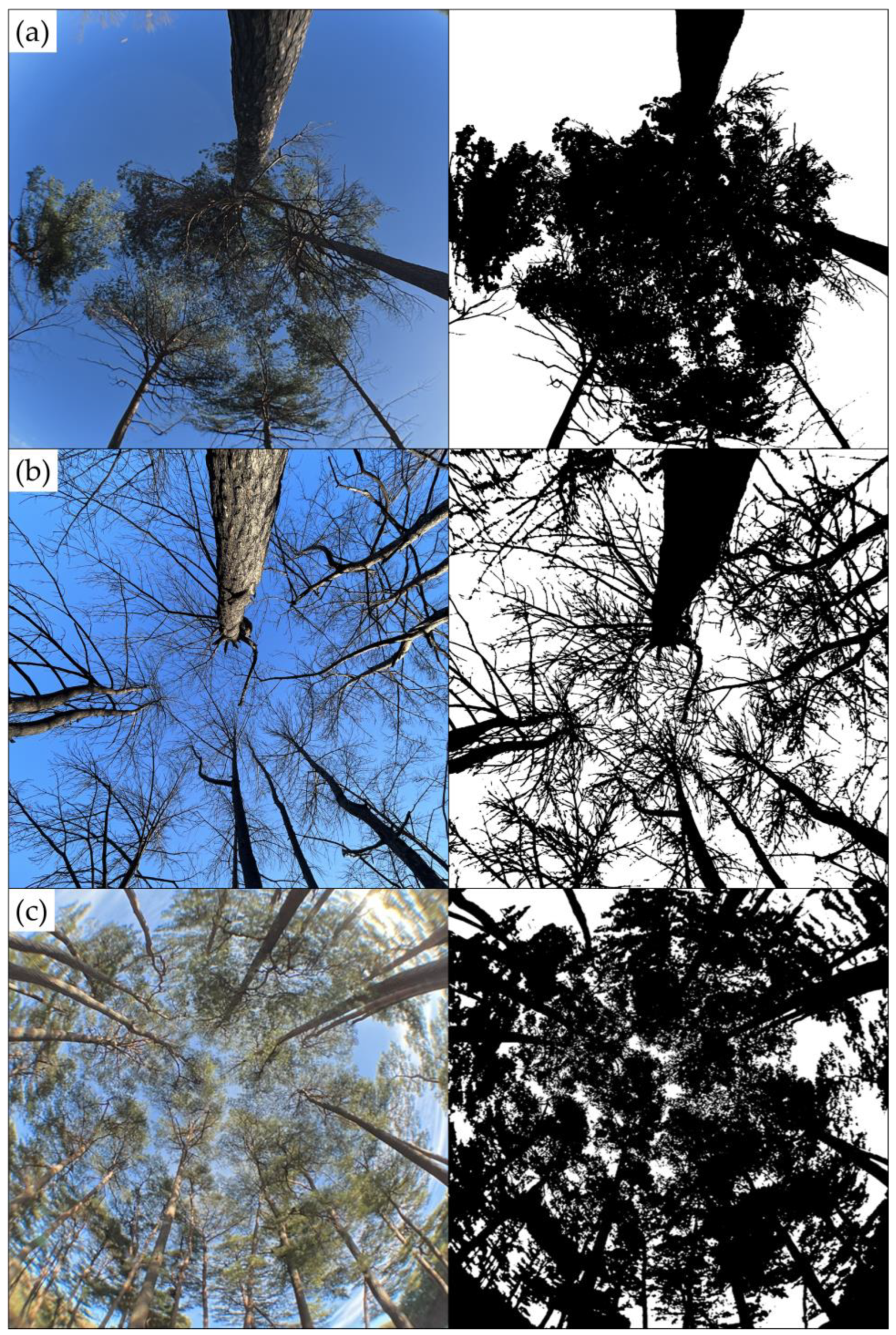 Forests 14 01996 g003