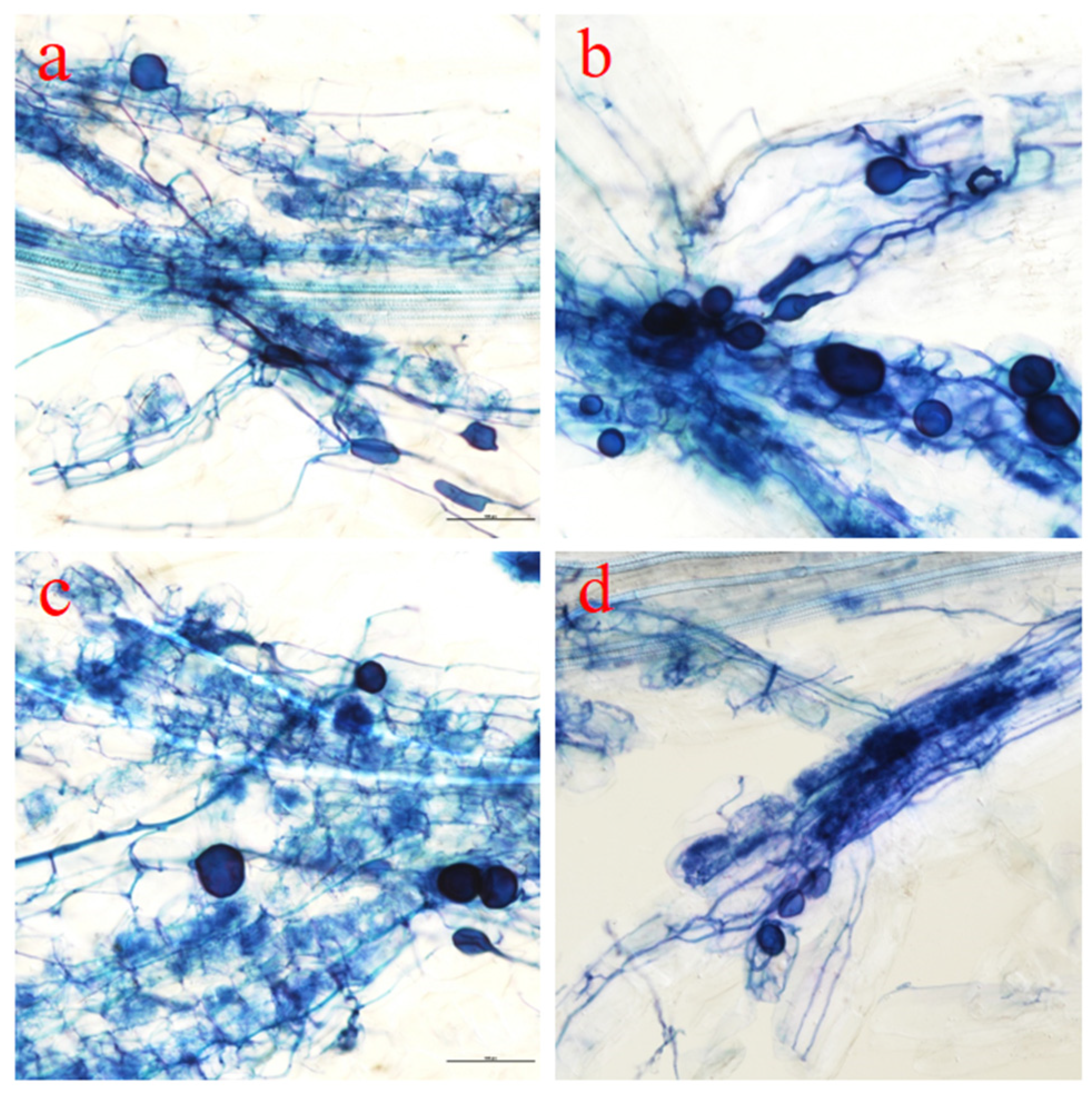 Forests 14 02448 g001
