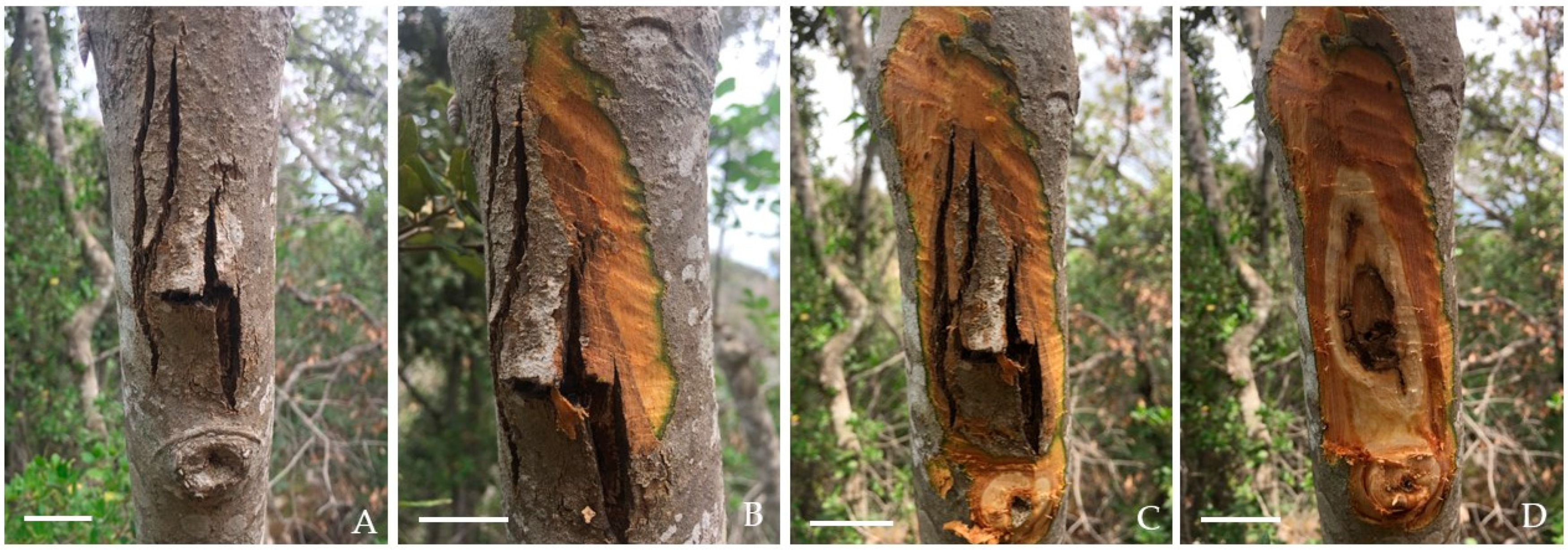 Forests 15 00051 g002