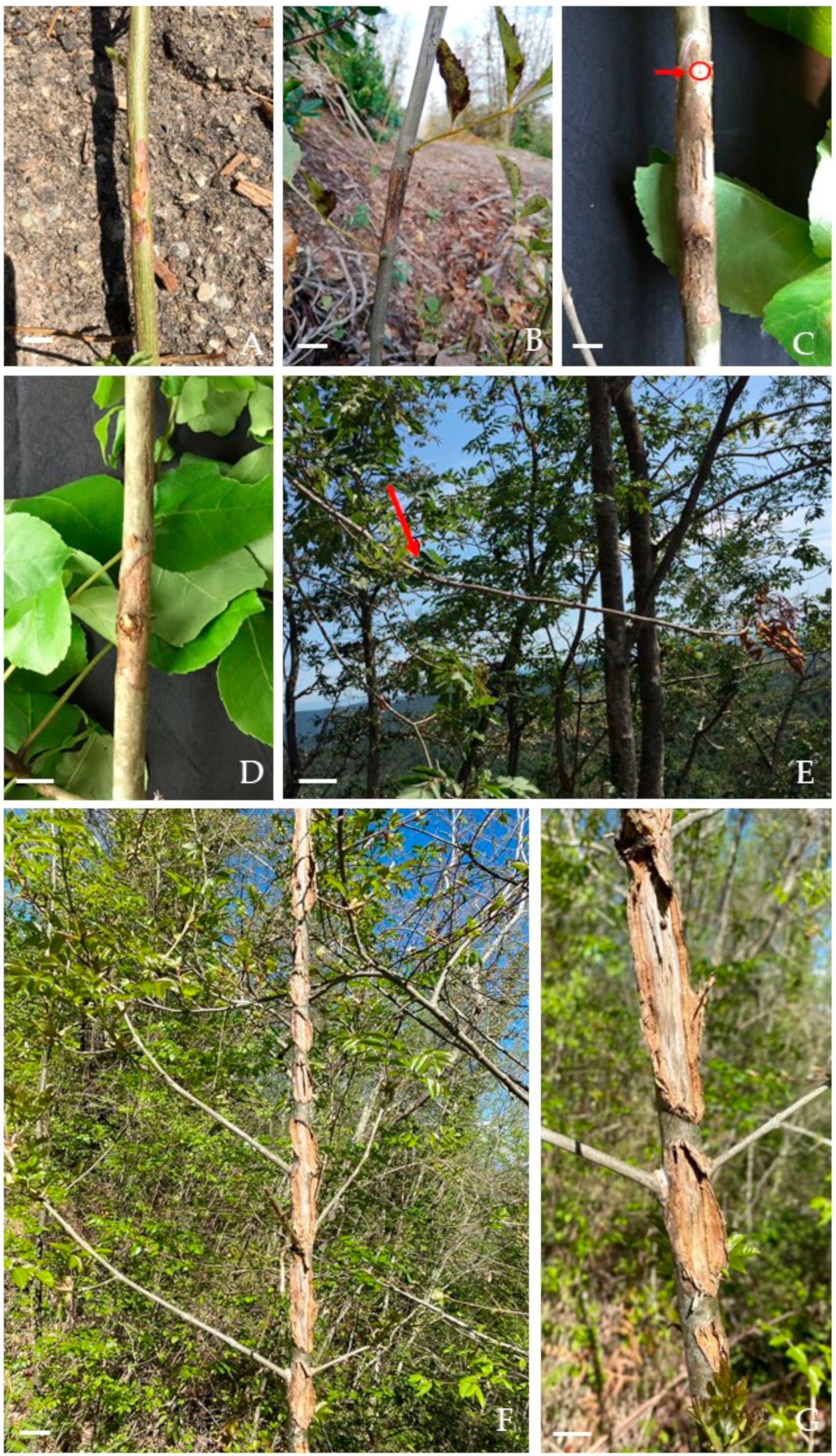 Forests 15 00051 g003