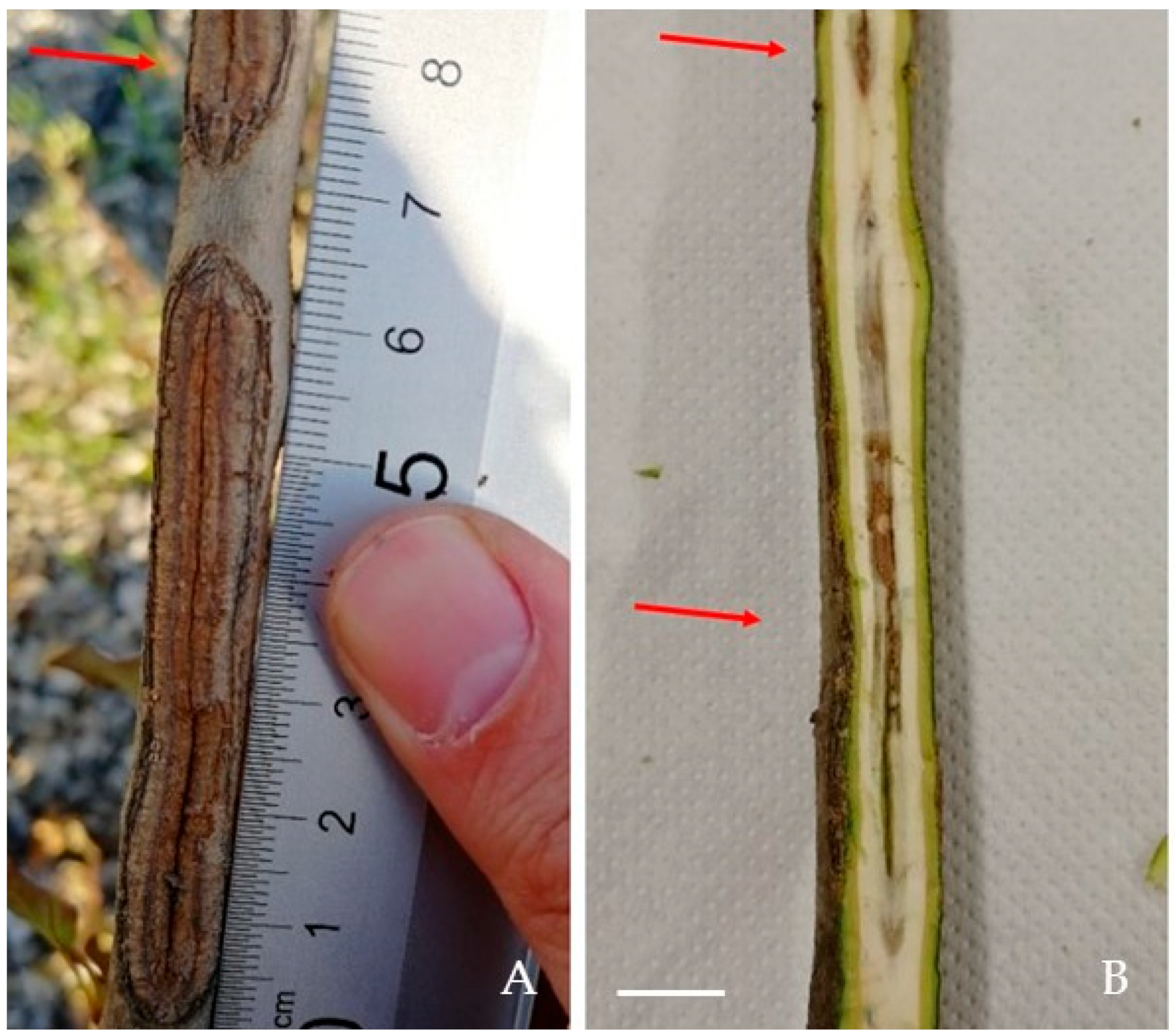 Forests 15 00051 g006