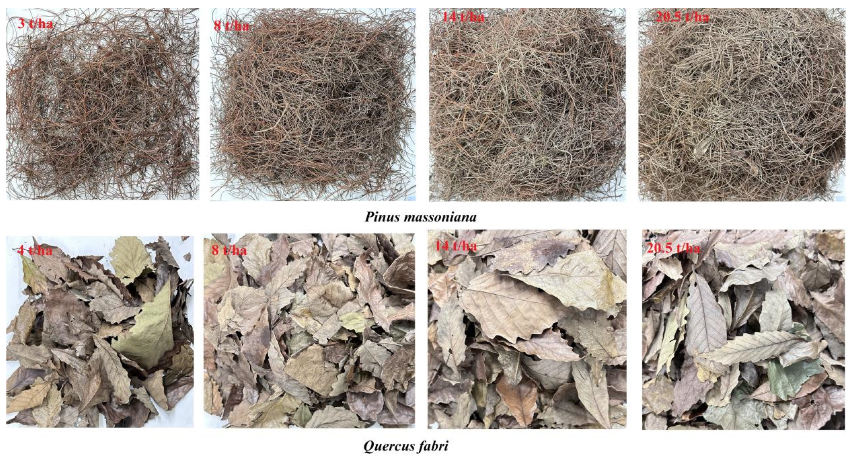 Forests 15 00726 g002