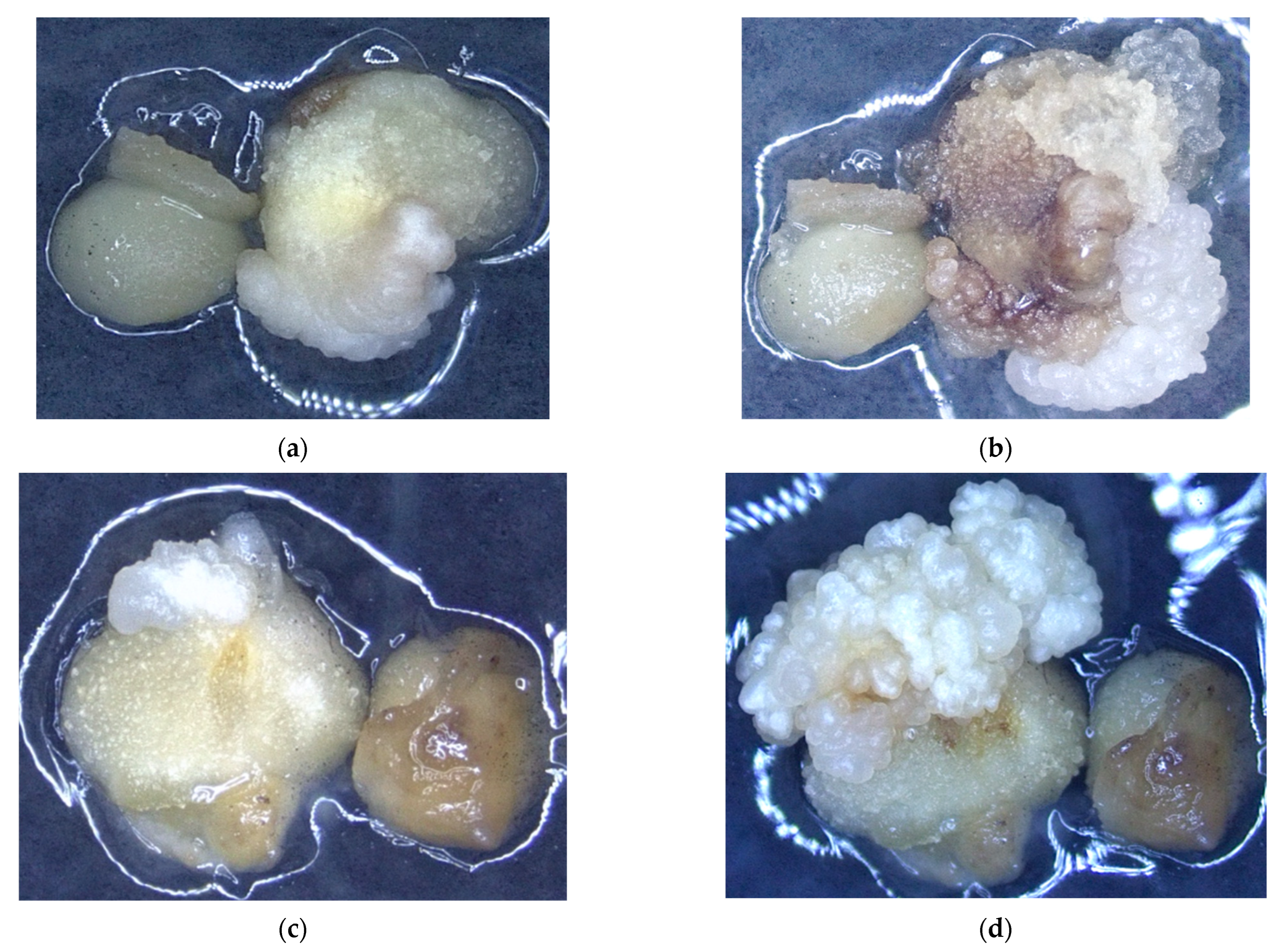Forests 15 00764 g008