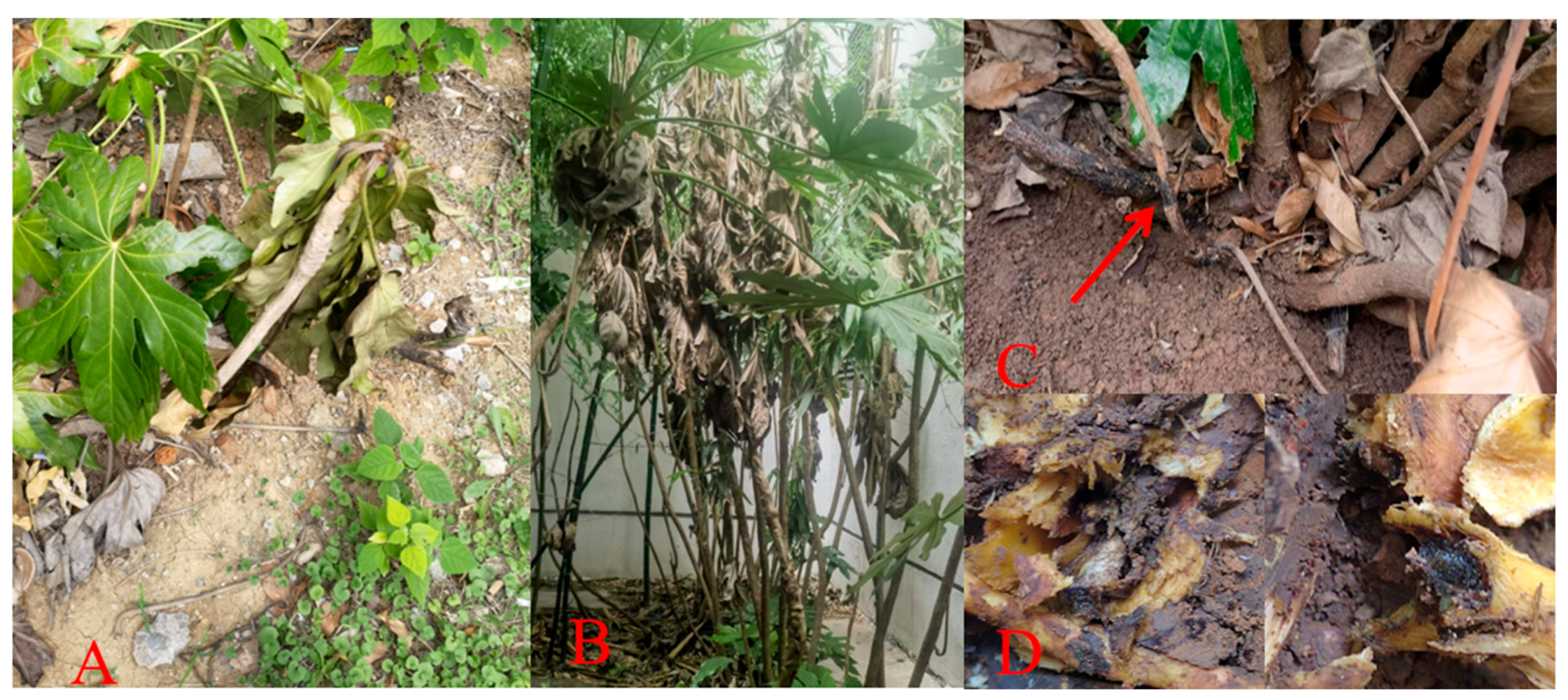 Forests 15 00805 g001