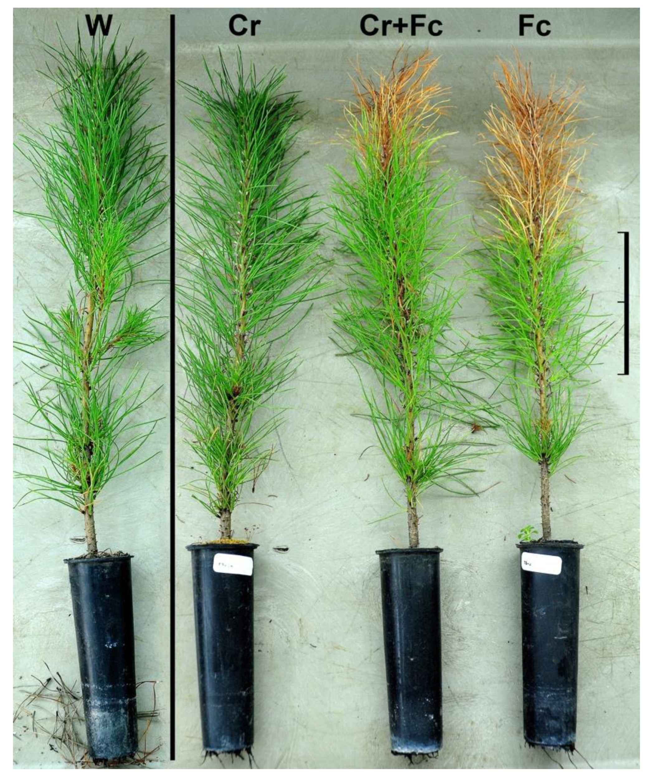 Forests 15 00854 g001