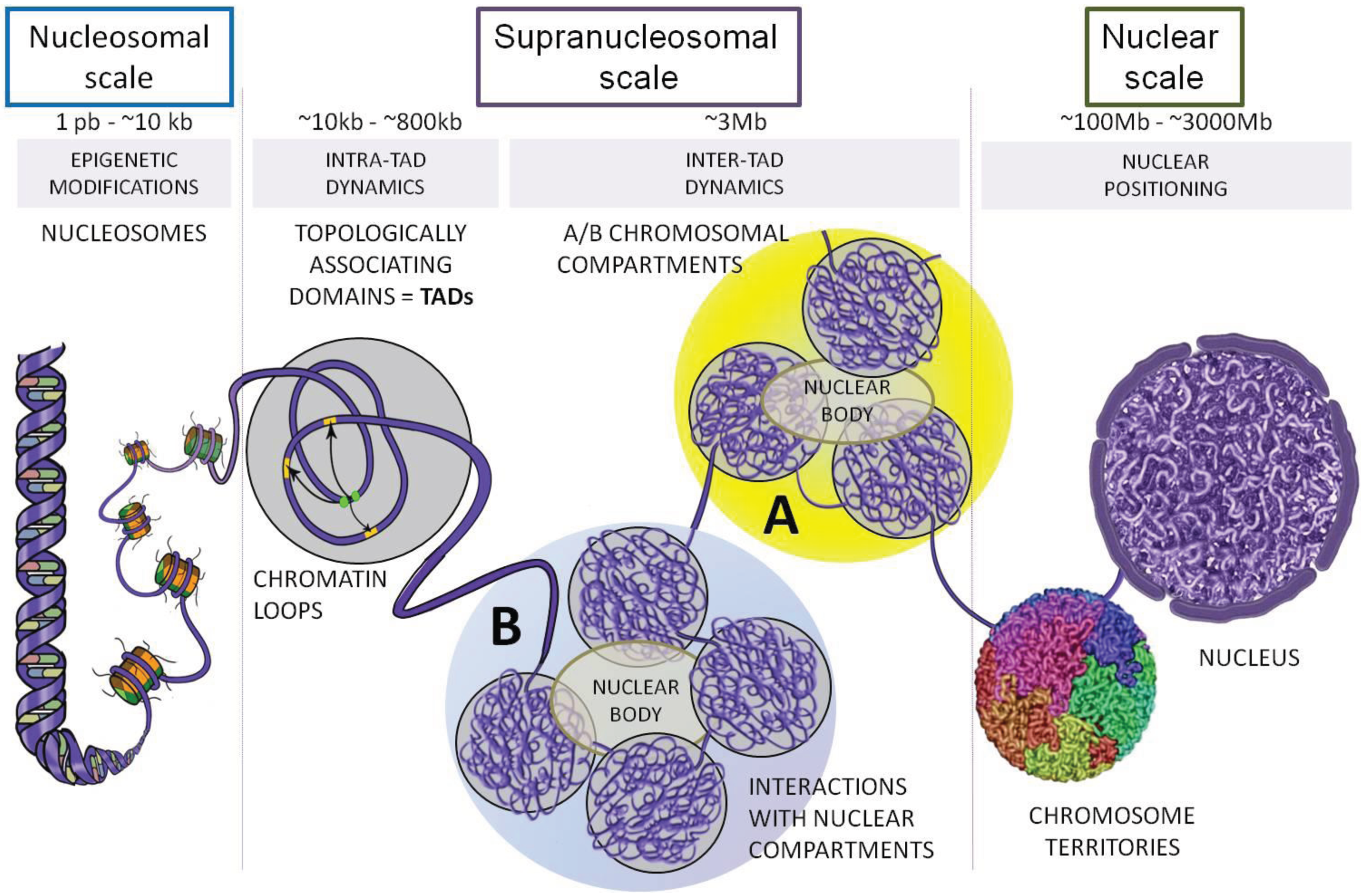 Chromatin Organization And Structure · Neherlab Biozentrum