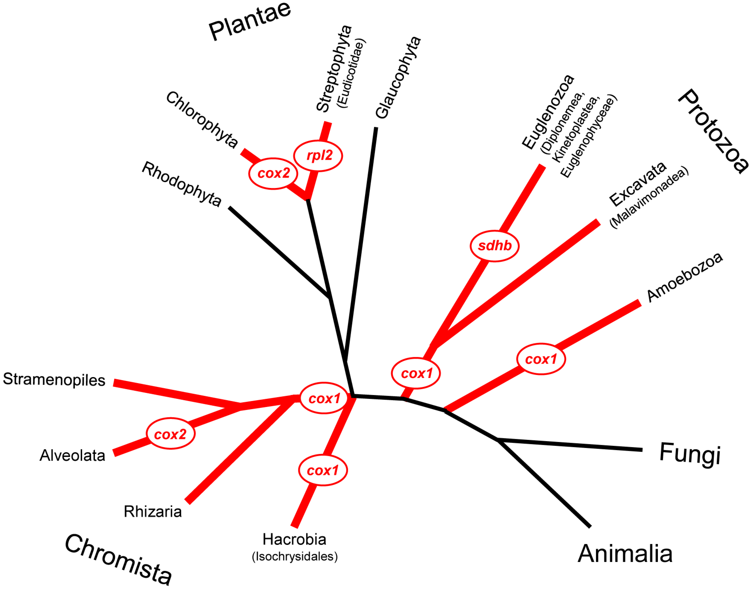 Genes | Special Issue : Horizontal Gene Transfer