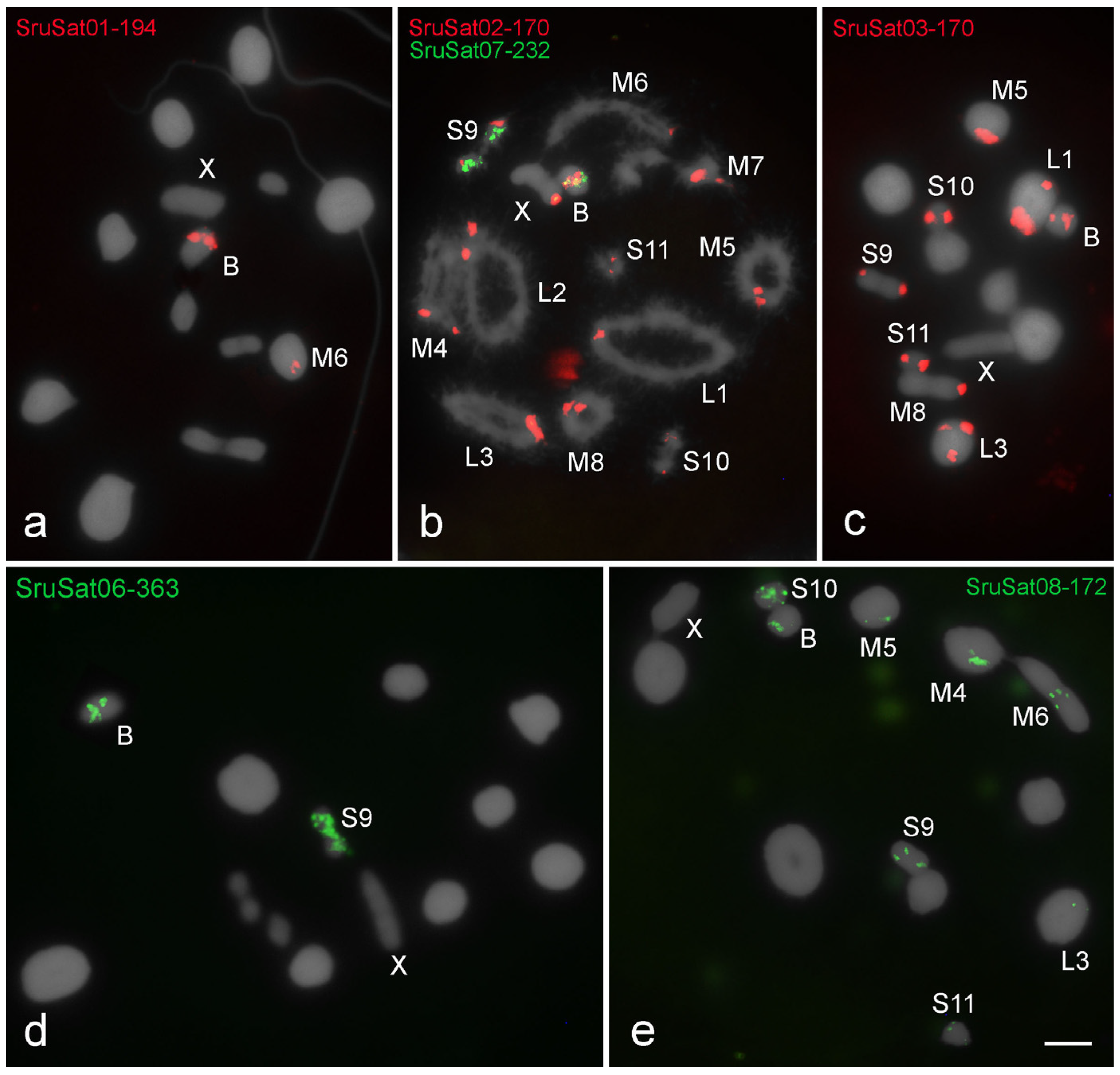 Genes 09 00523 g003 Genes 09 00523 g003