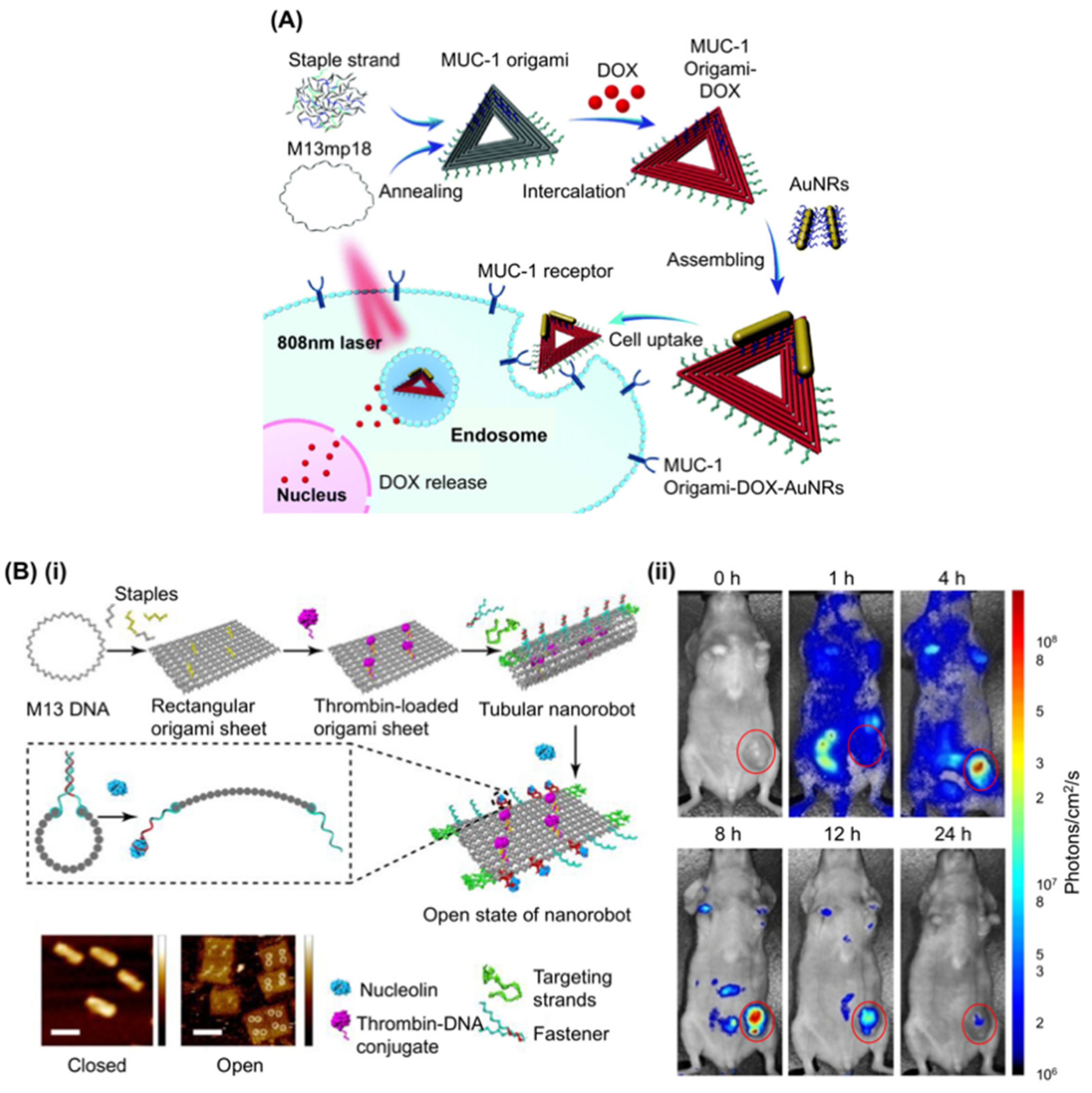 Genes 09 00571 g004 Genes 09 00571 g004