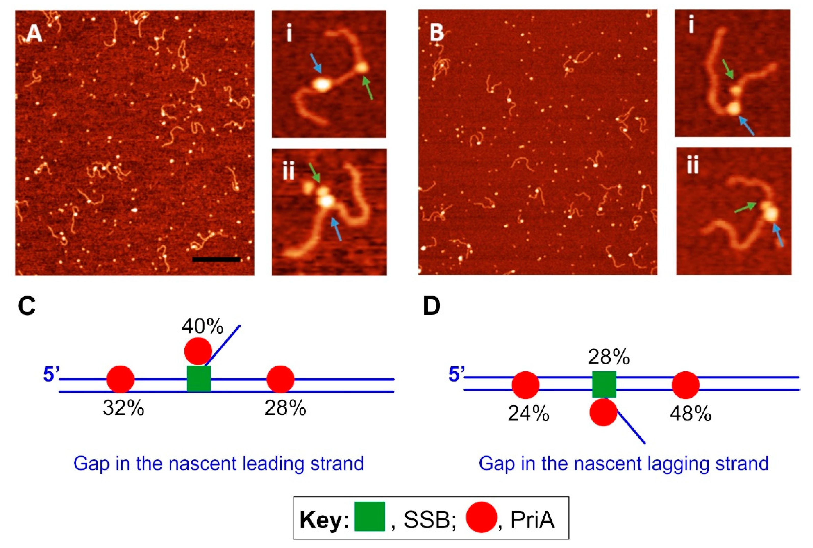 Genes 11 00471 g007 Genes 11 00471 g007