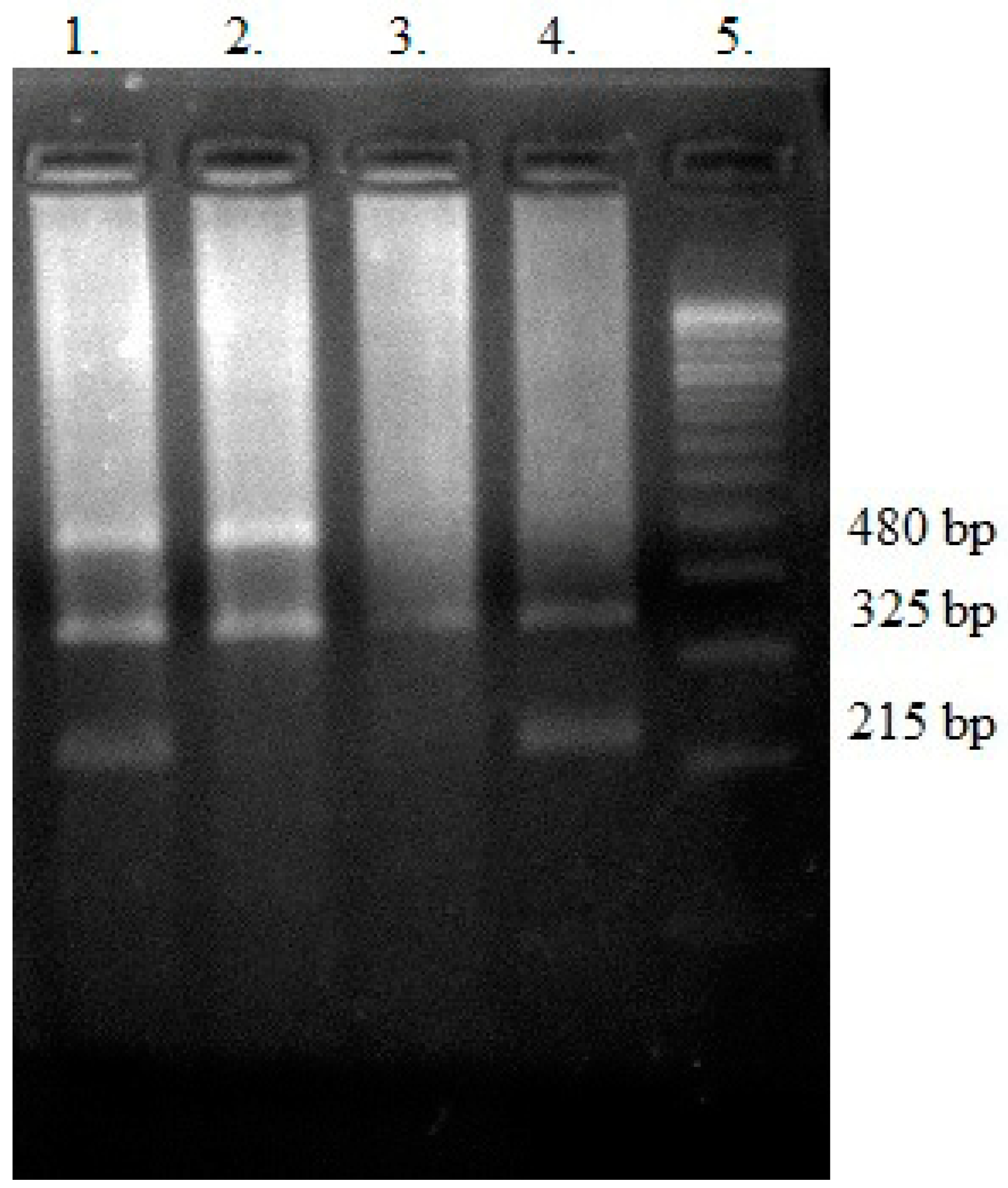 Genes 15 00387 g003