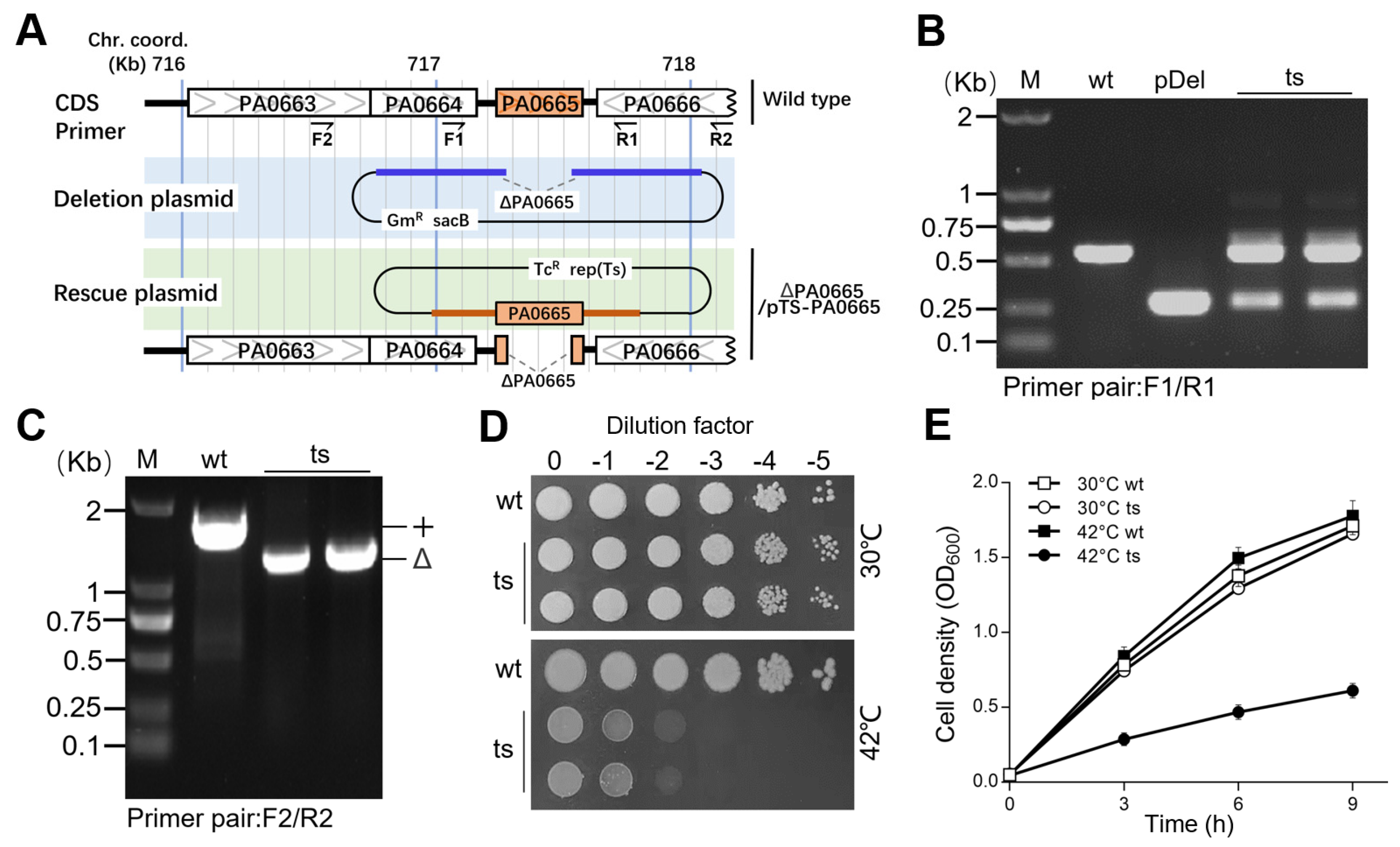 Genes 15 00590 g001