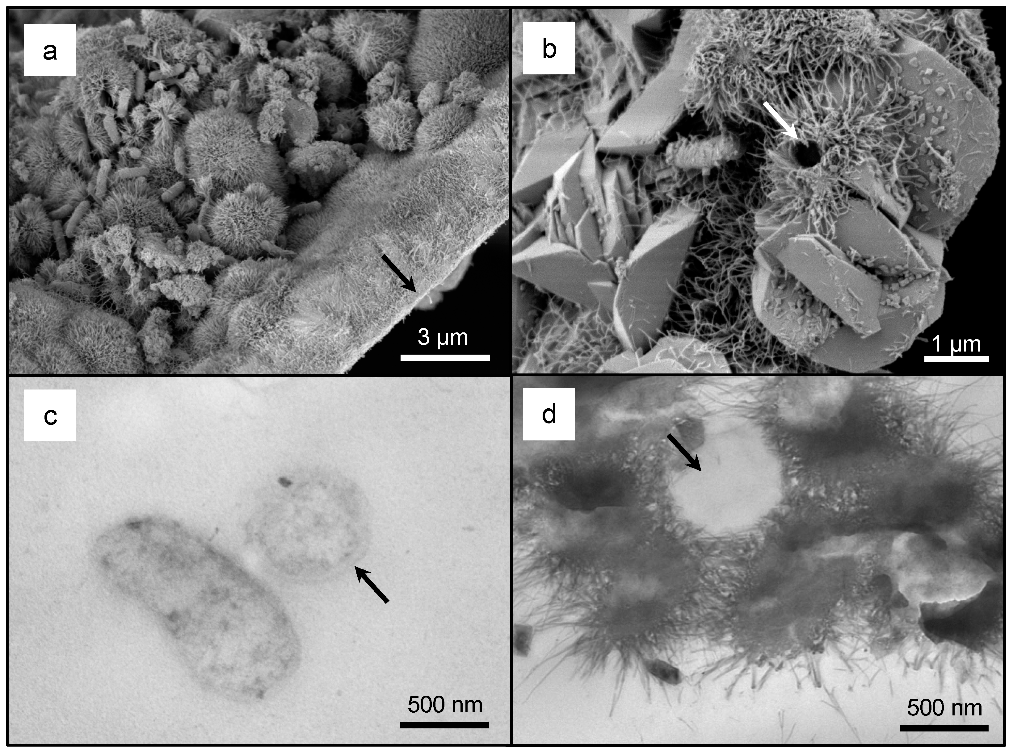 Geosciences 08 00480 g005