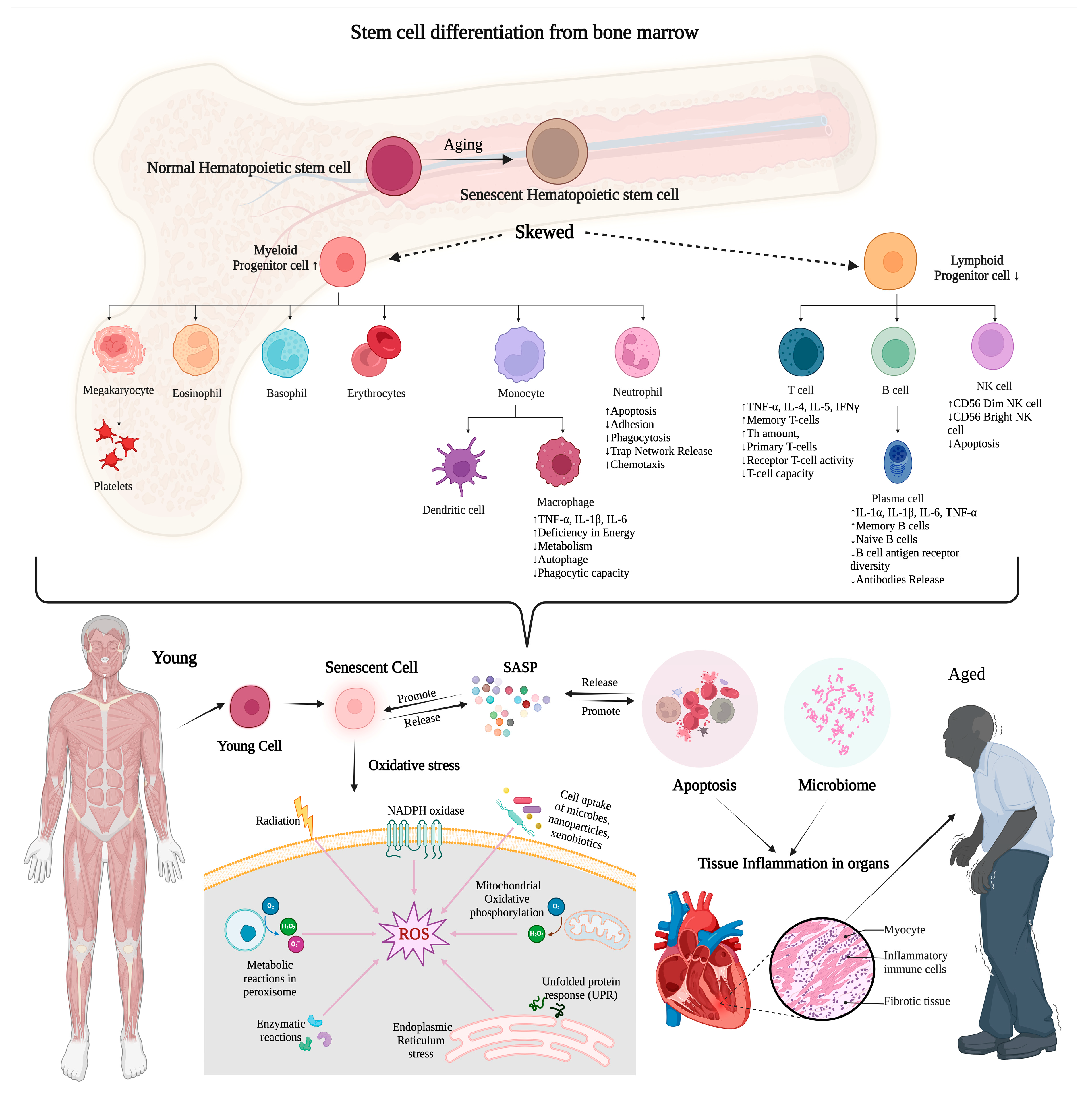 Geriatrics 09 00045 g001
