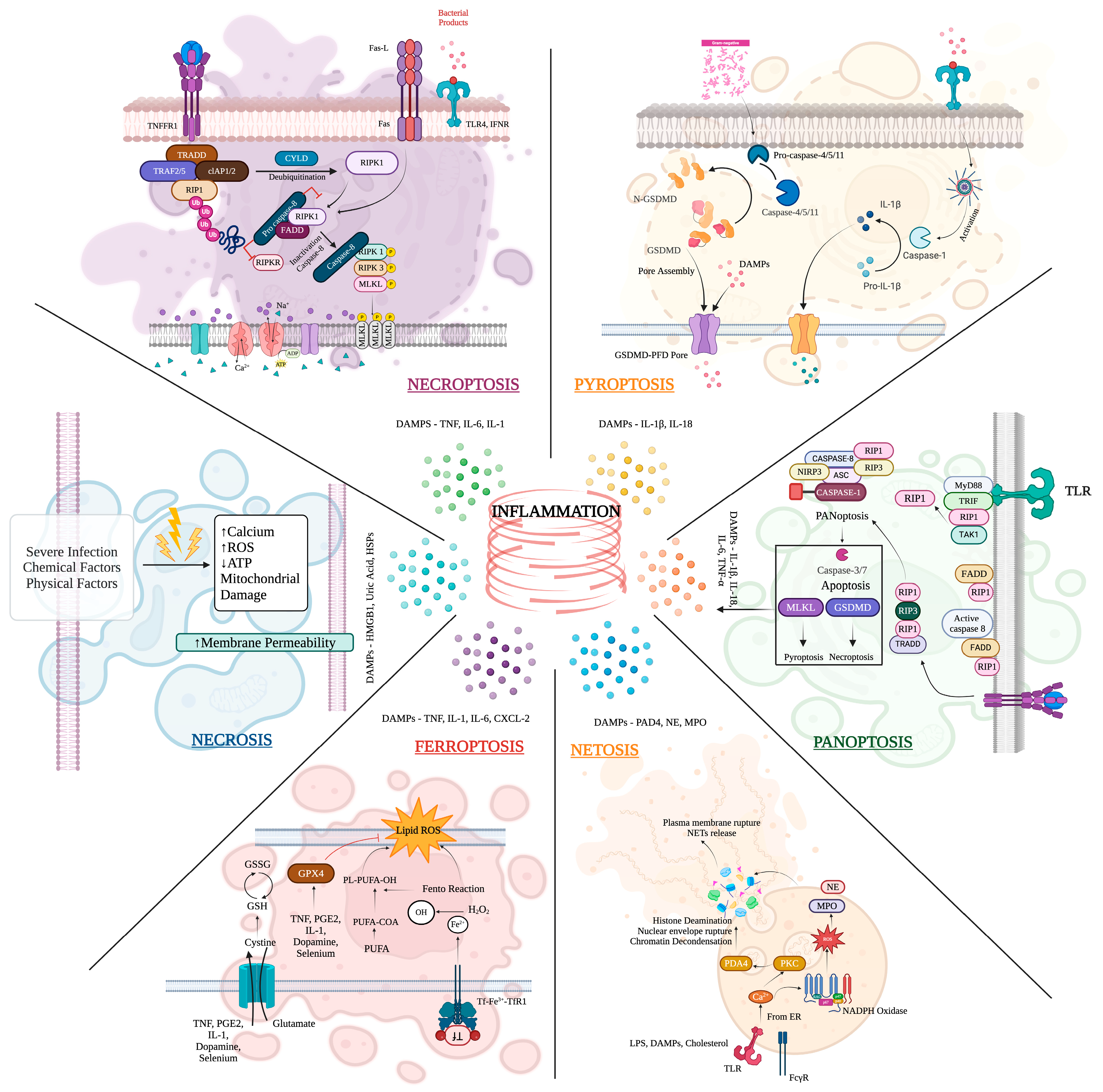 Geriatrics 09 00045 g004