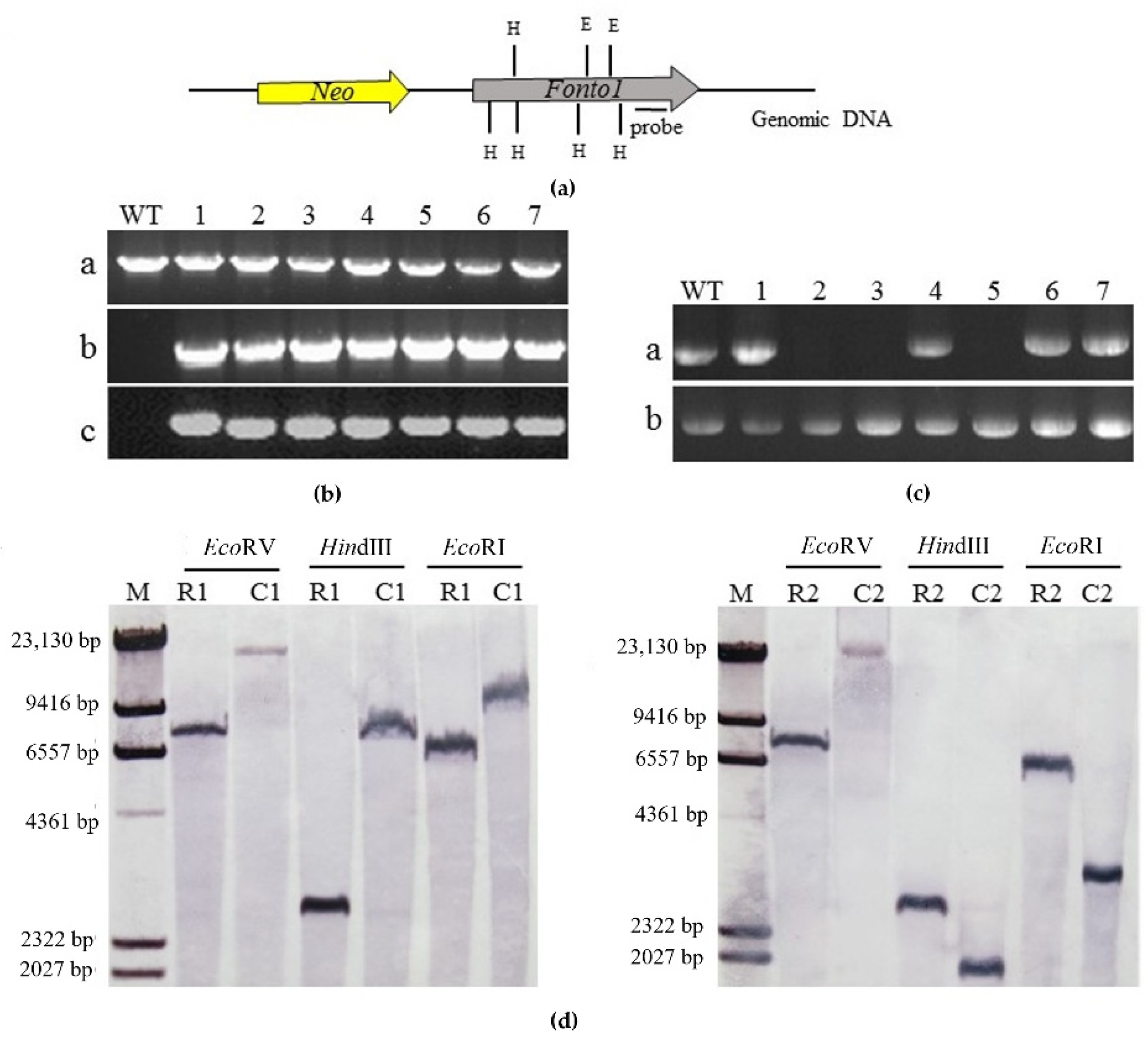 Horticulturae 08 00540 g003