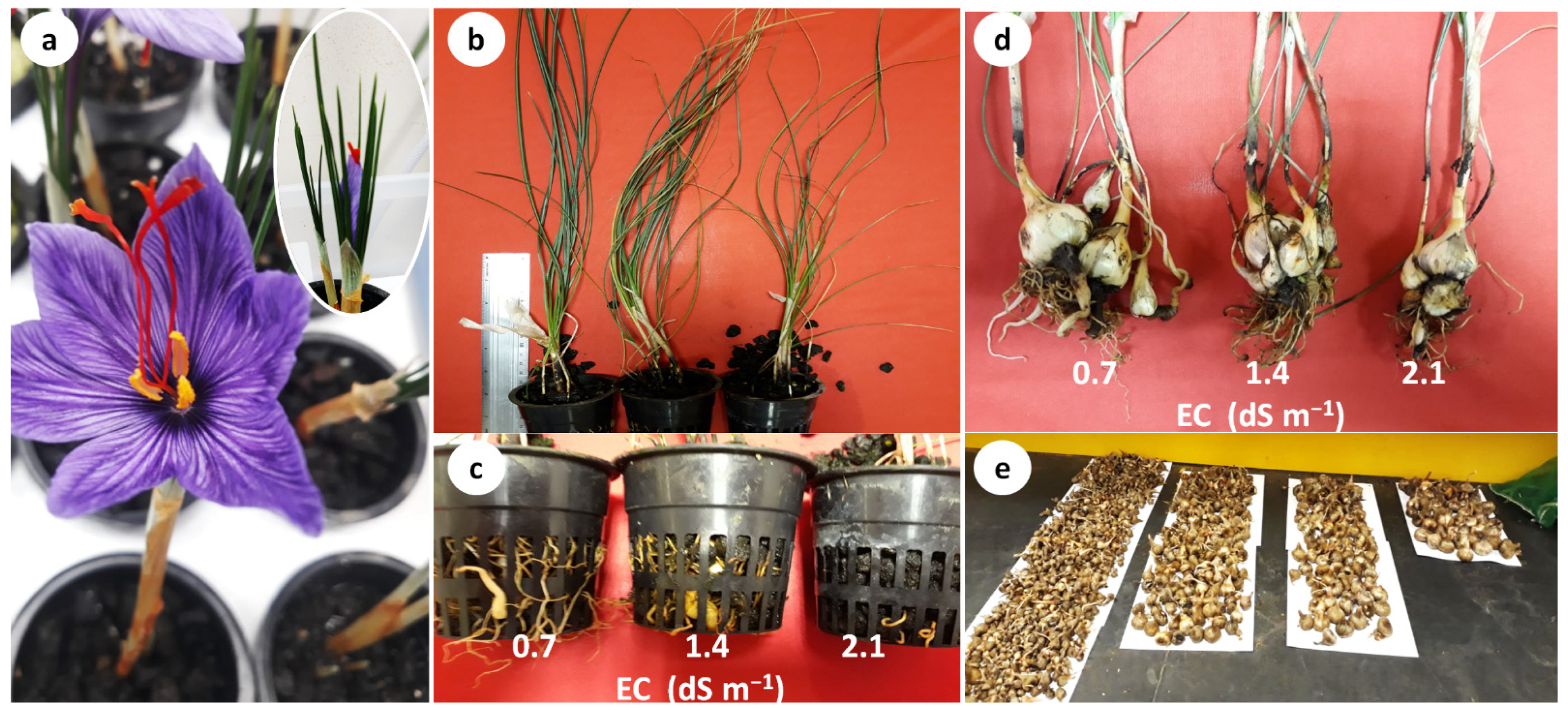 Horticulturae 08 00673 g003