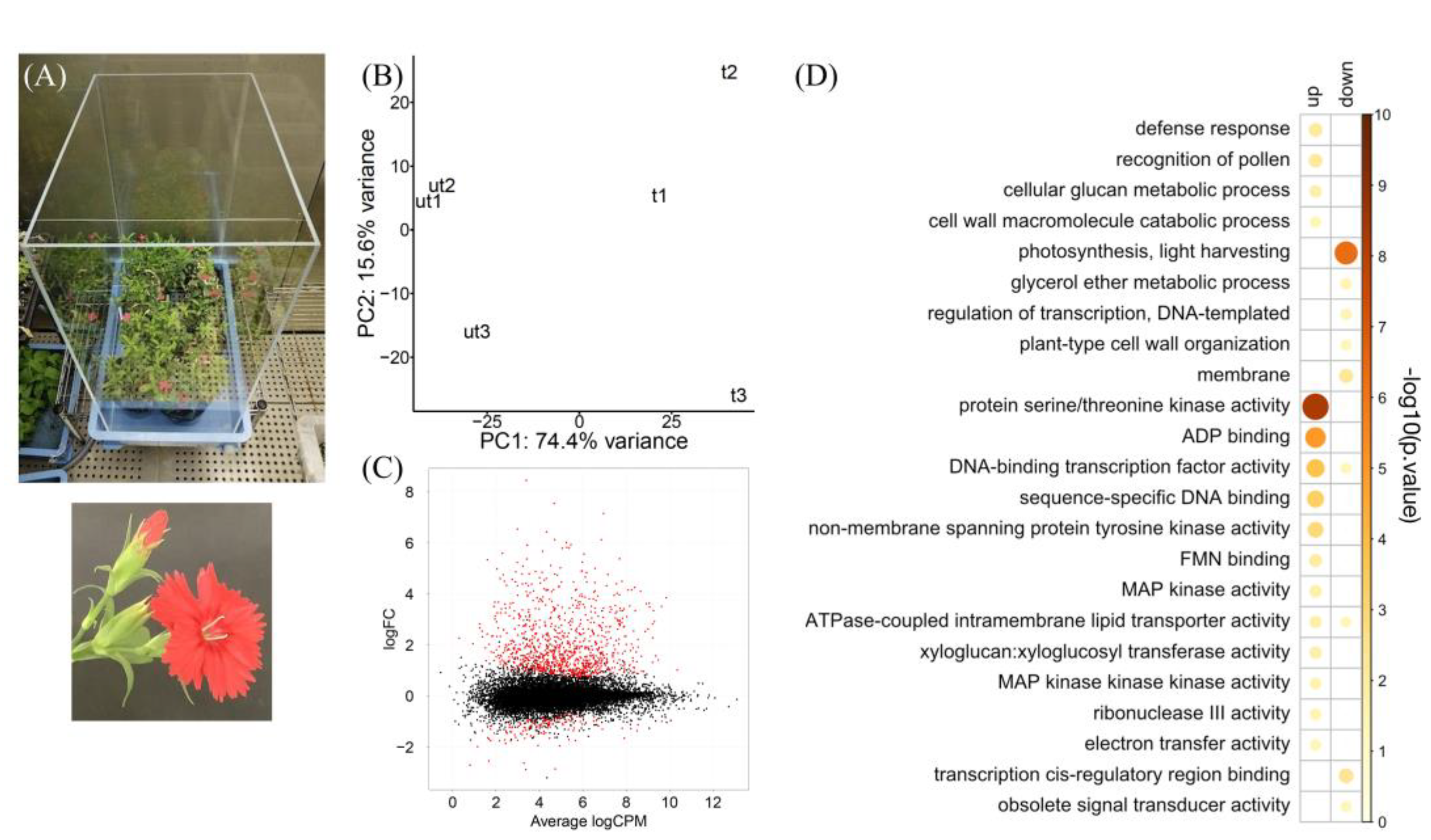 Horticulturae 08 00918 g001