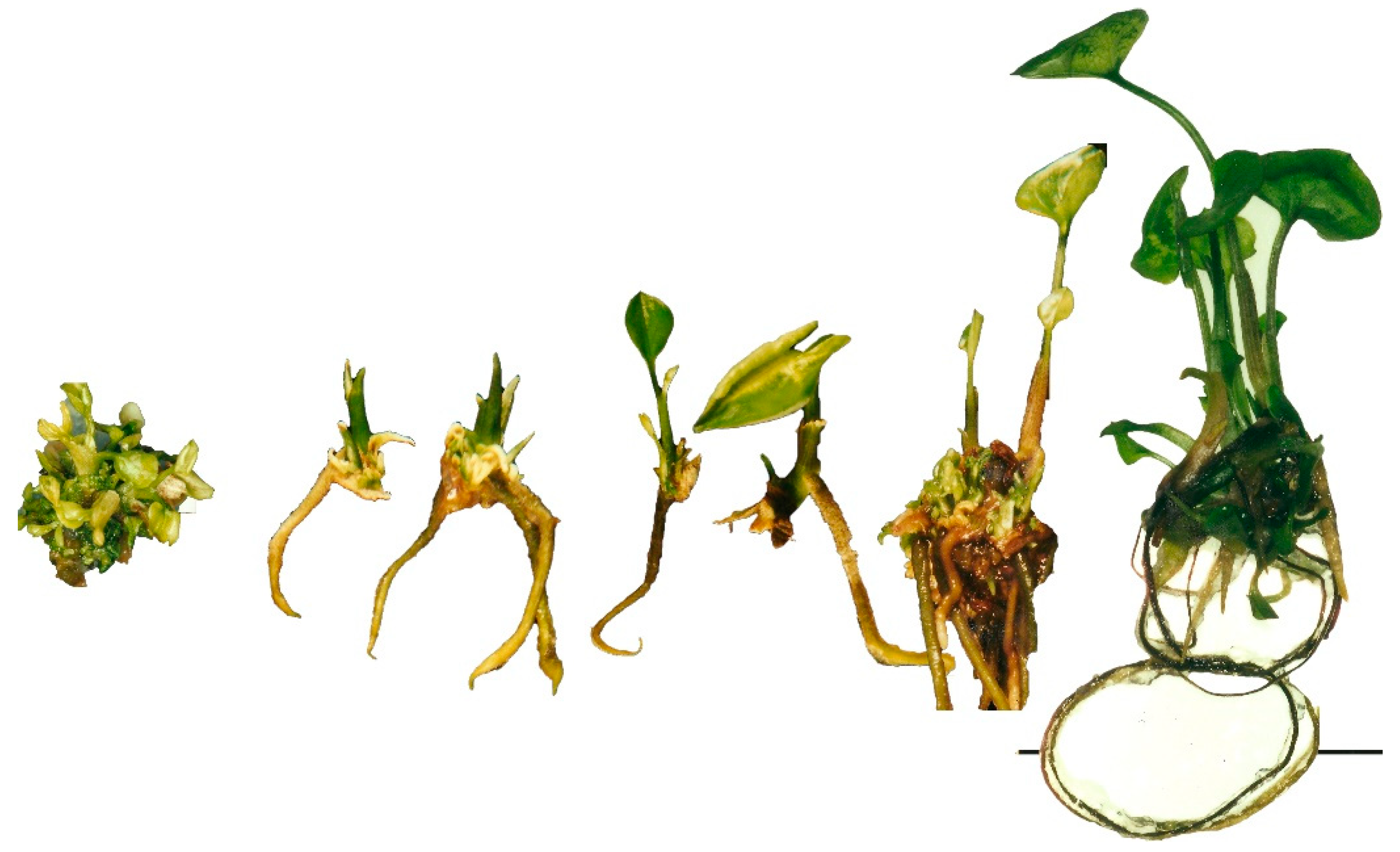 Horticulturae 08 01105 g001