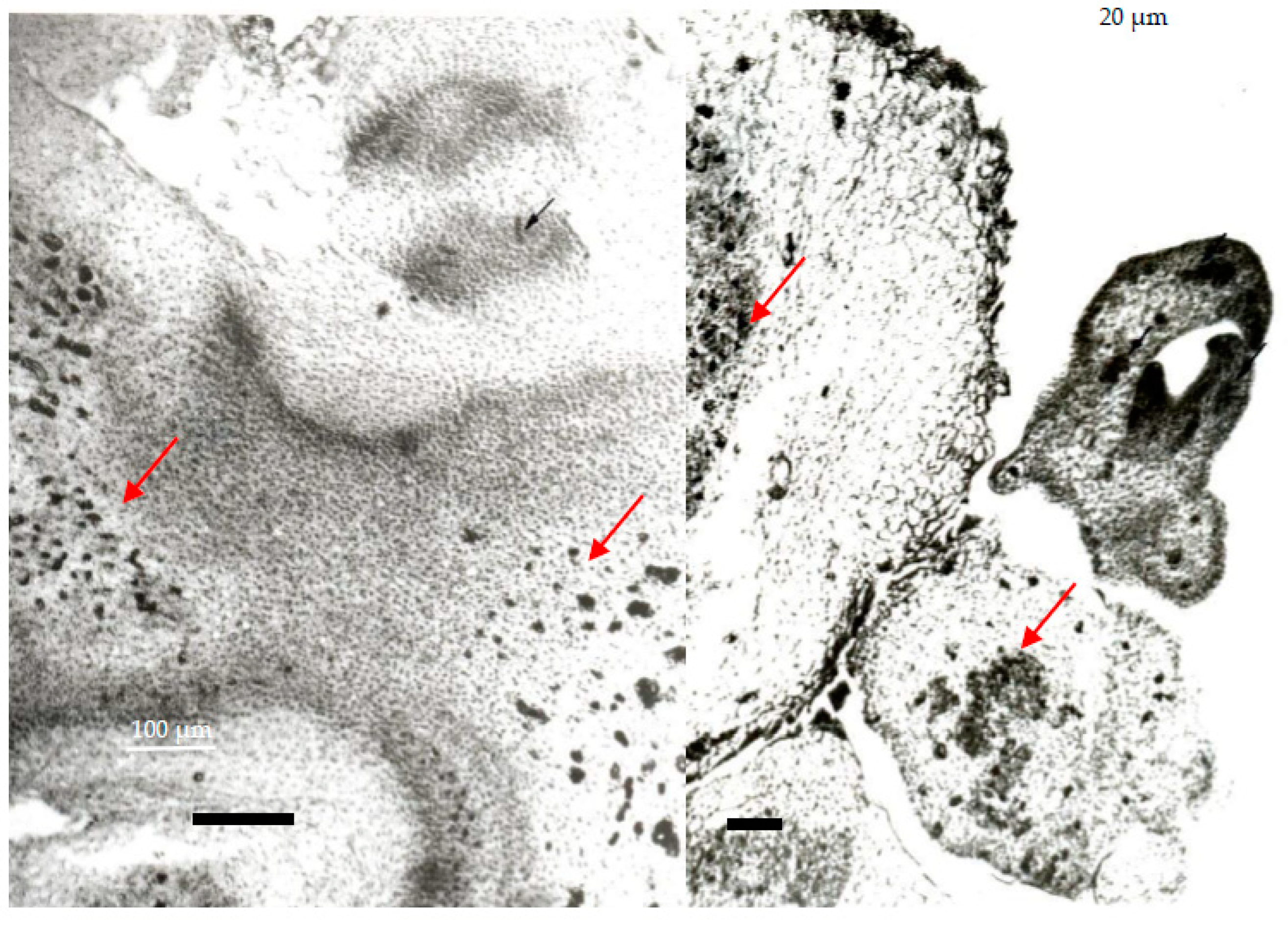 Horticulturae 08 01105 g002