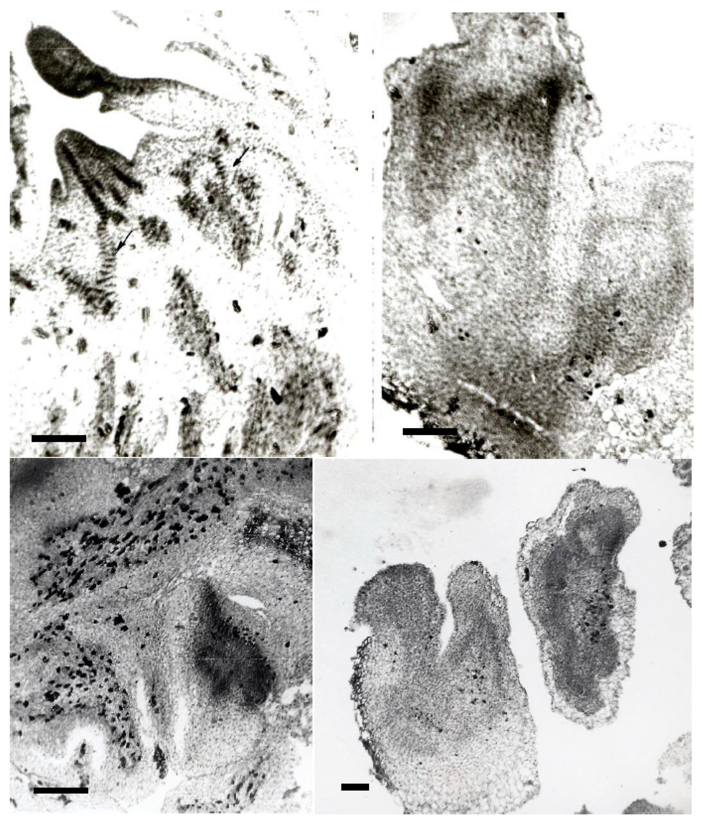 Horticulturae 08 01105 g003