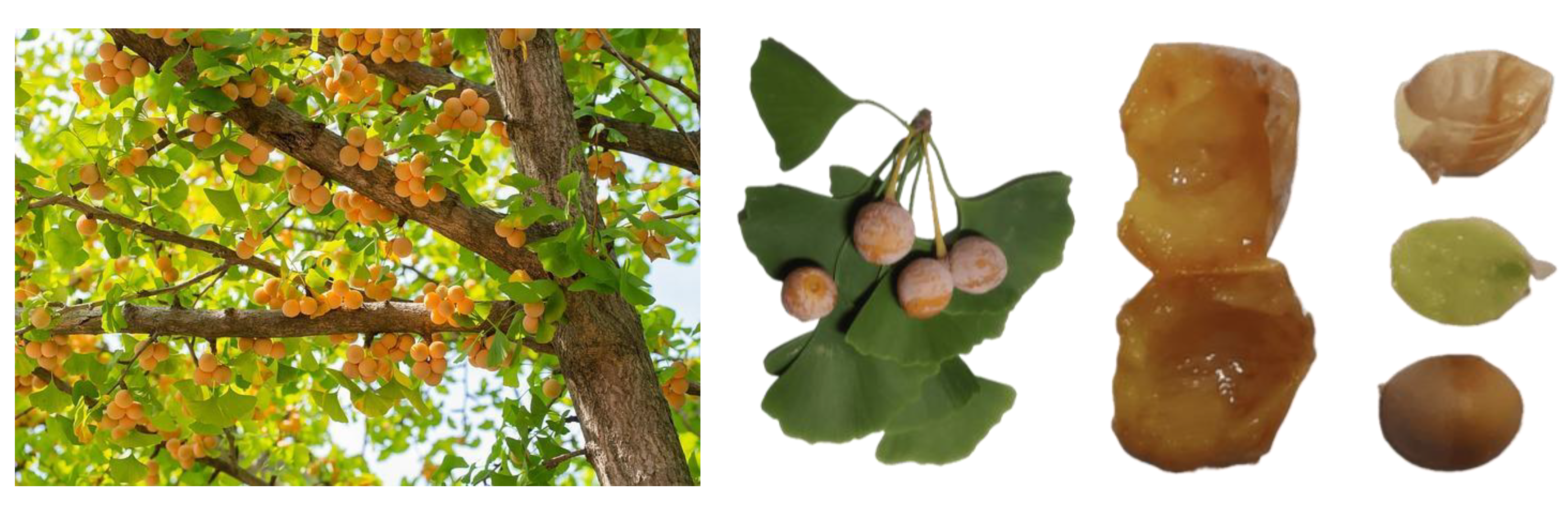 Horticulturae 09 00461 g001