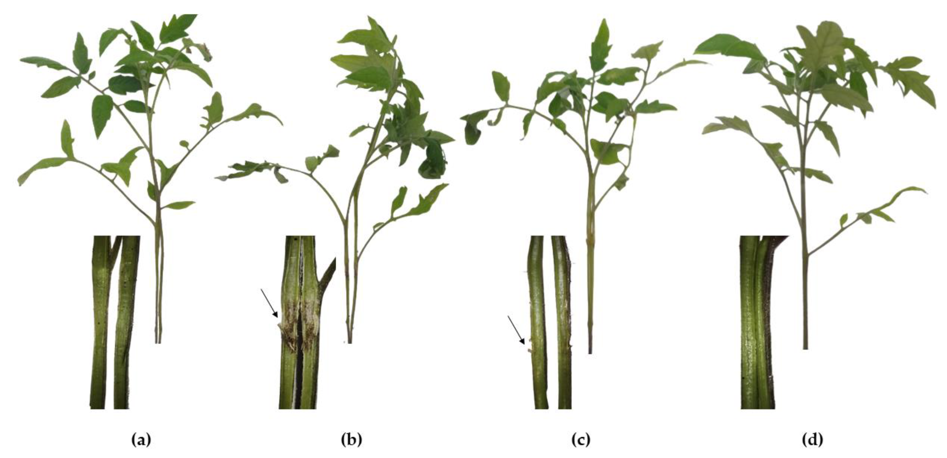 Horticulturae 09 00461 g004