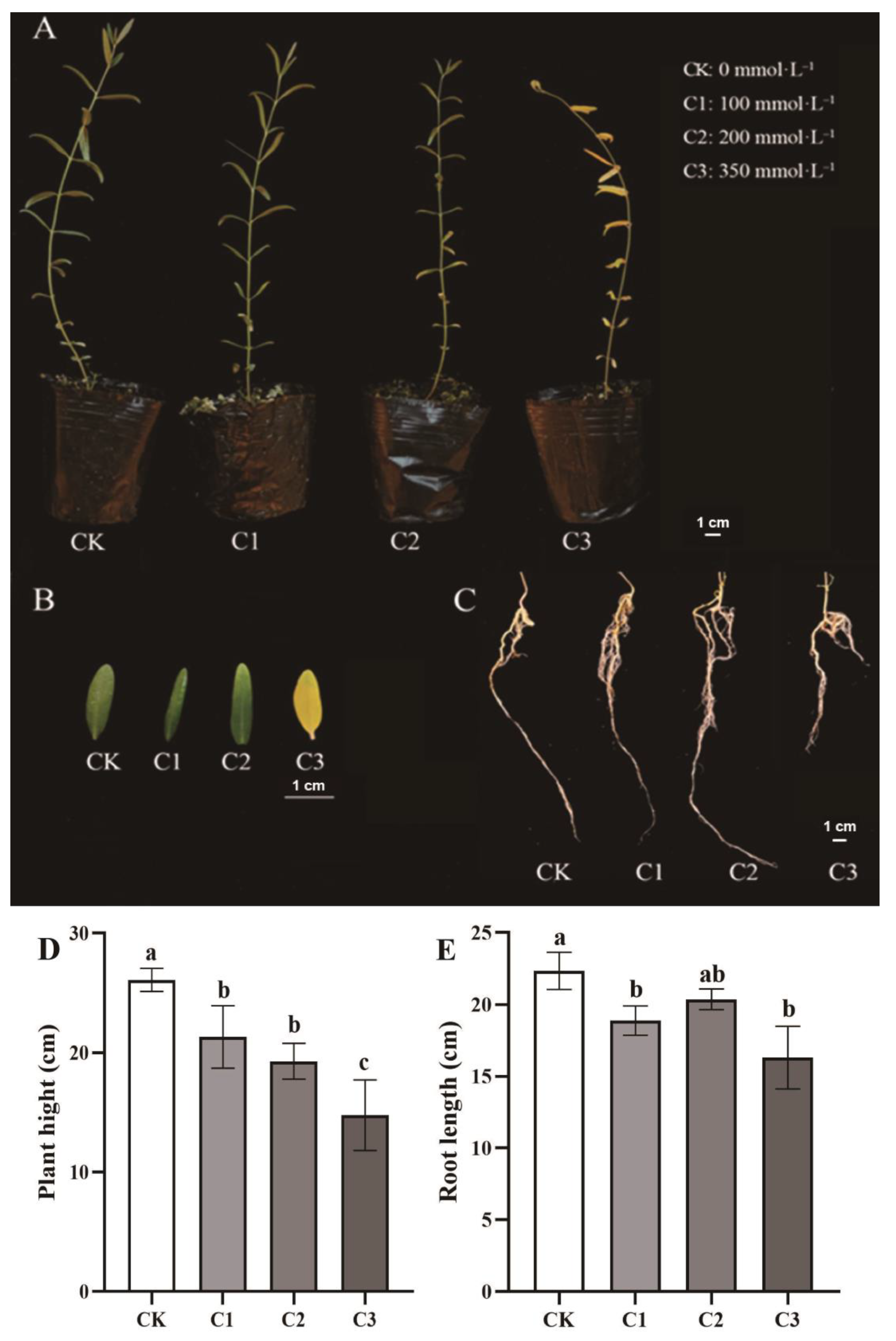 Horticulturae 09 01010 g001