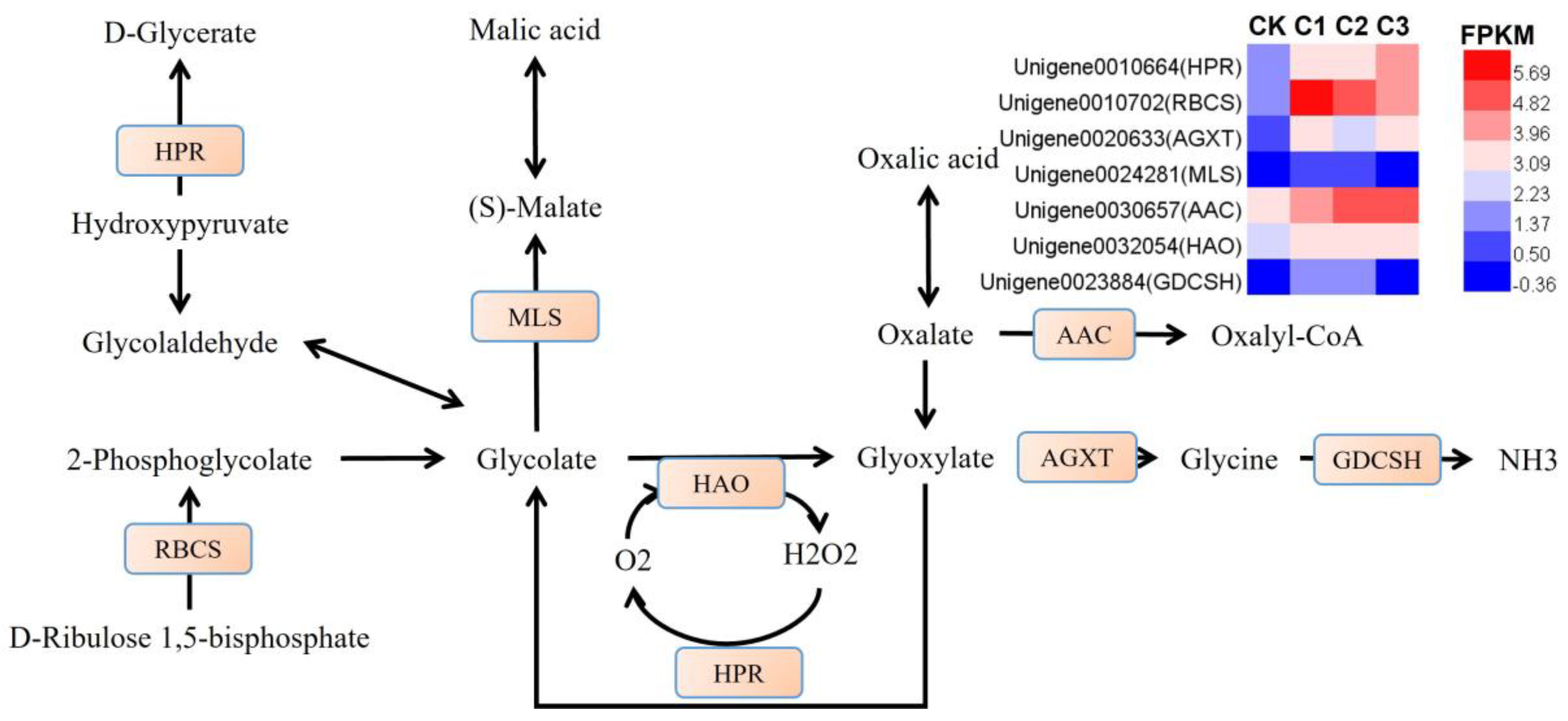 Horticulturae 09 01010 g011