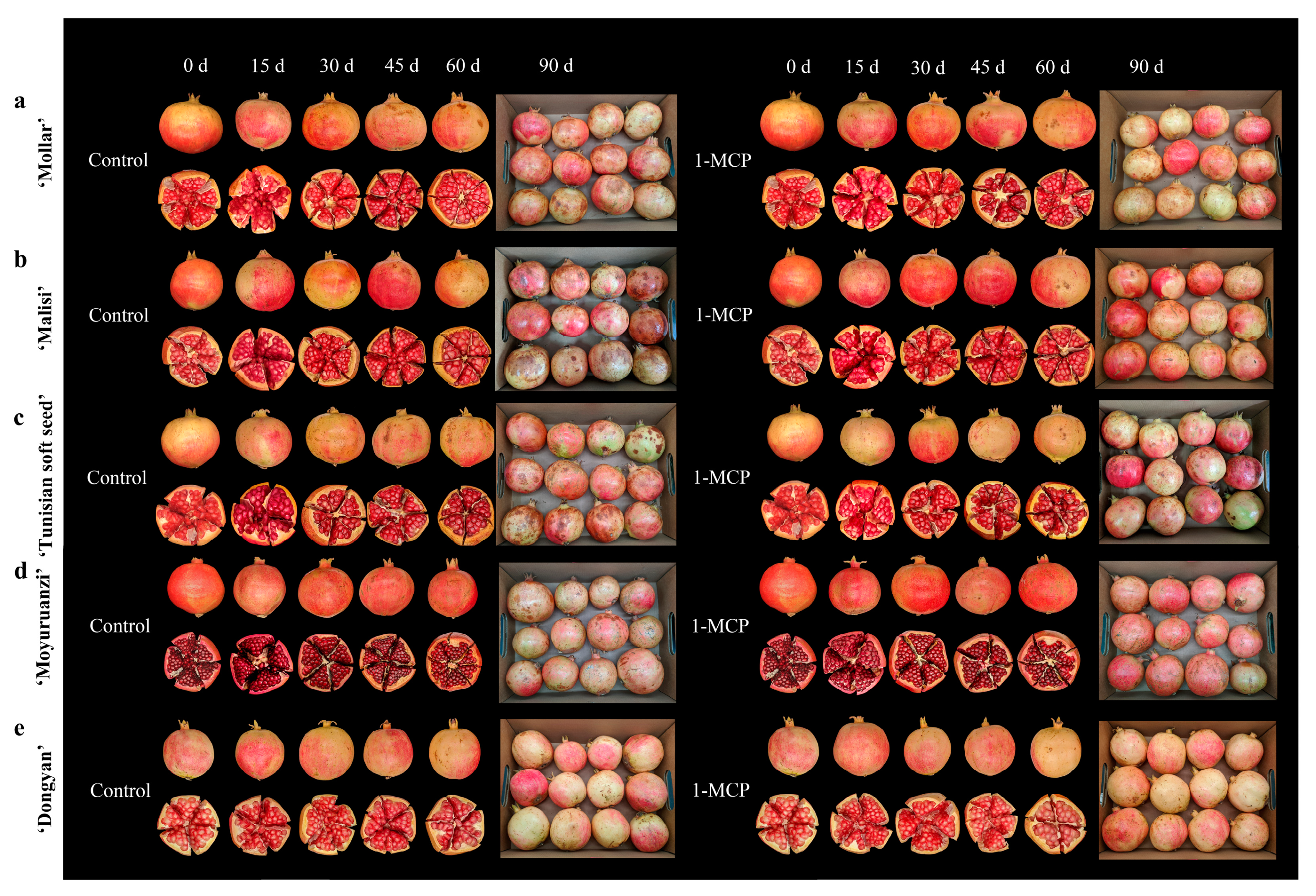 Horticulturae 09 01031 g001