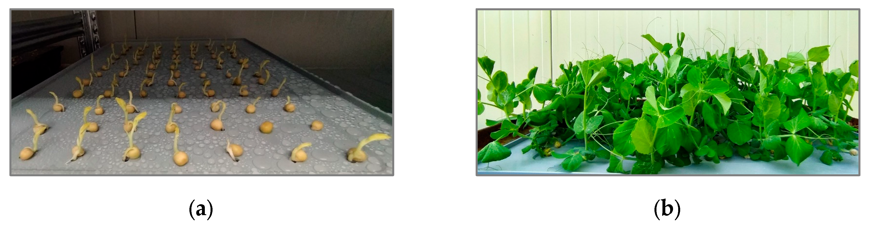 Horticulturae 09 01187 g002