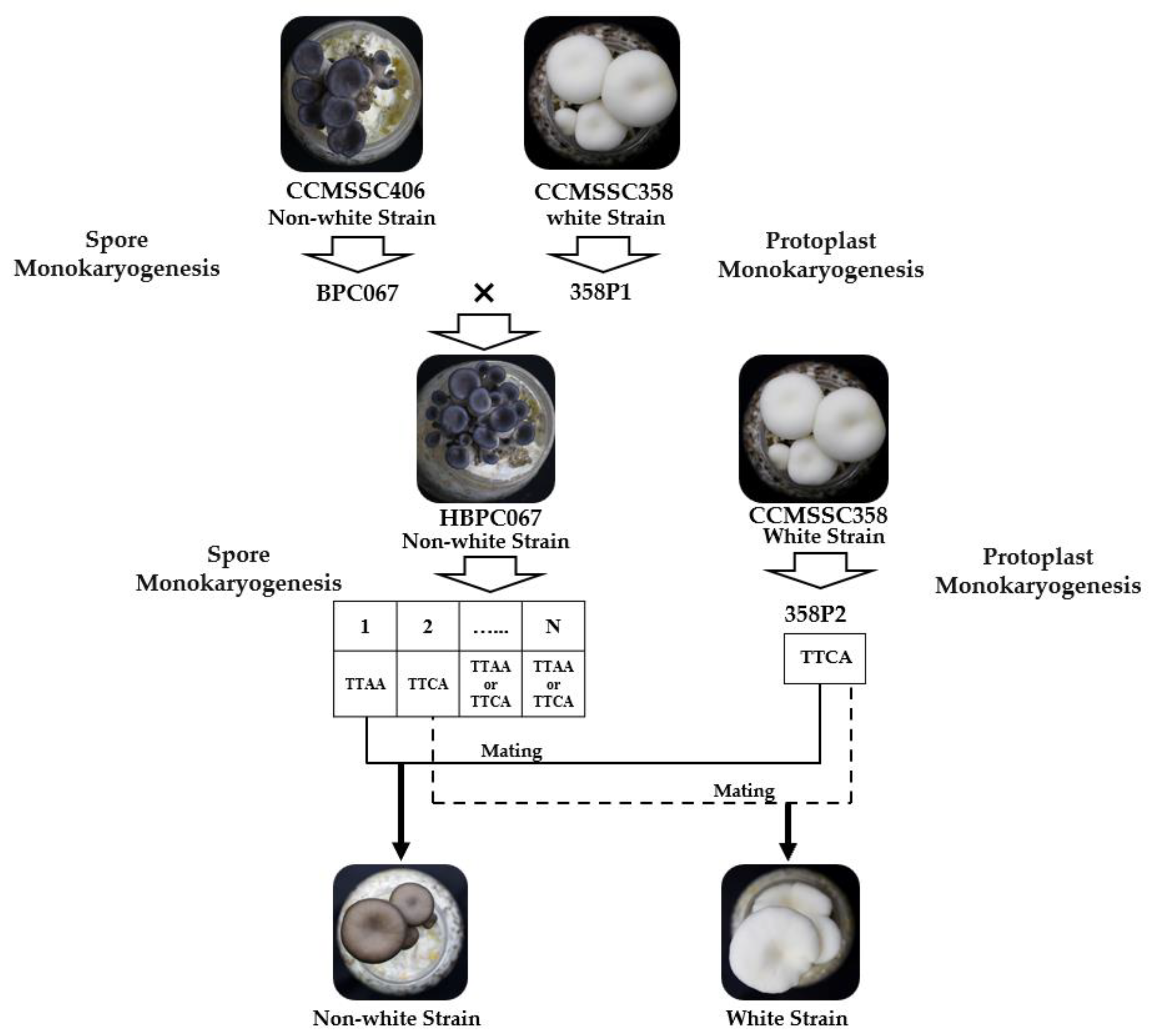 Horticulturae 09 01238 g002