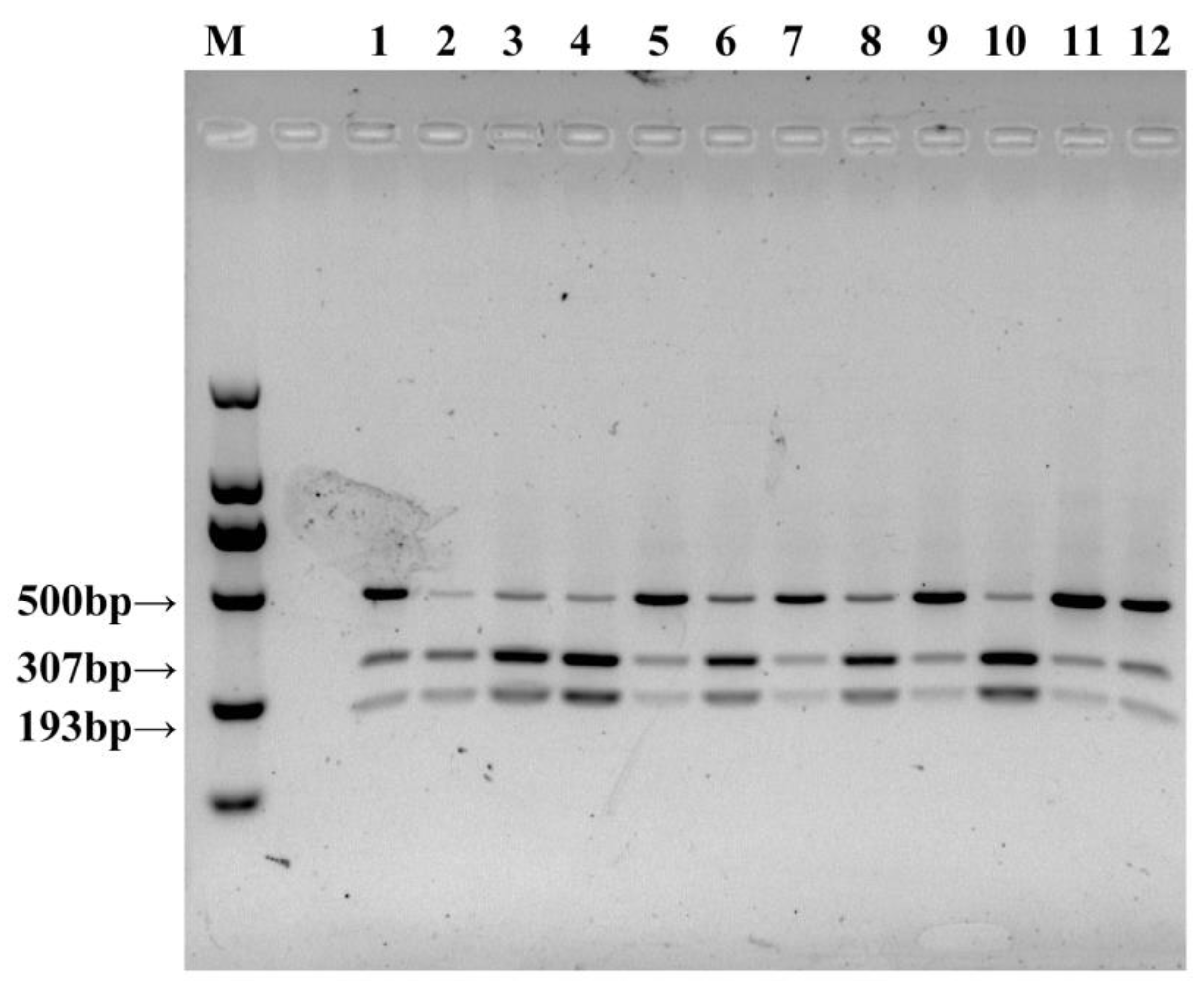 Horticulturae 09 01238 g008