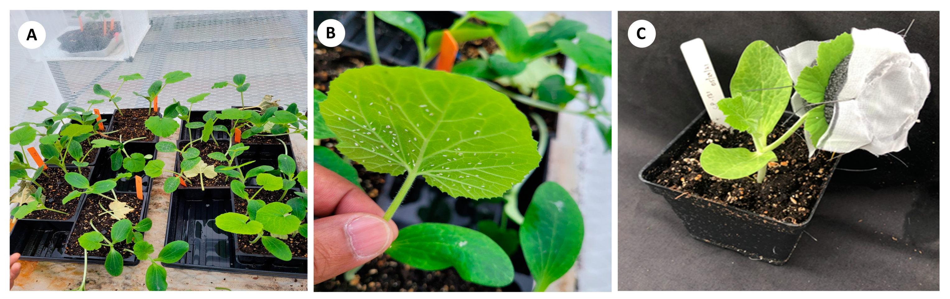 Horticulturae 10 00264 g001