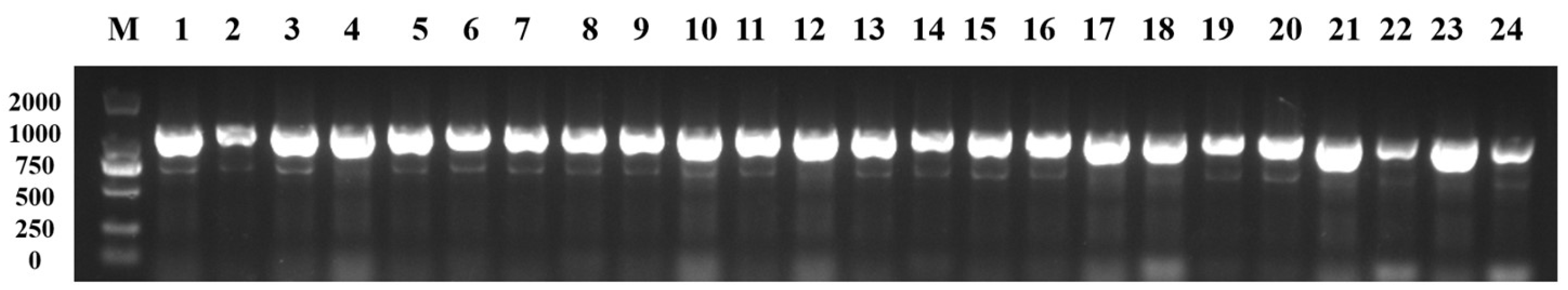 Horticulturae 10 00276 g004